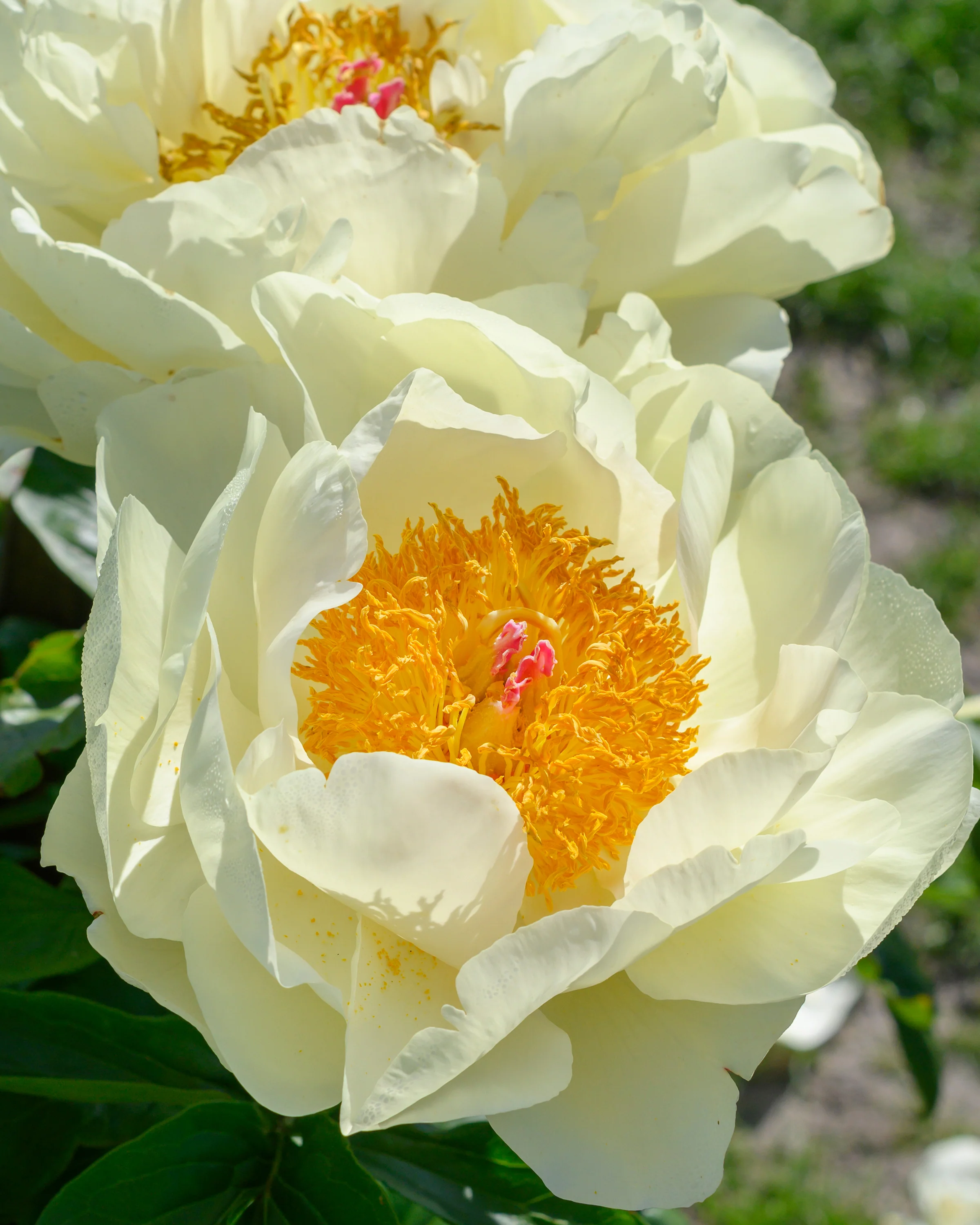 Paeonia 'Lemon Chiffon' - Image 6