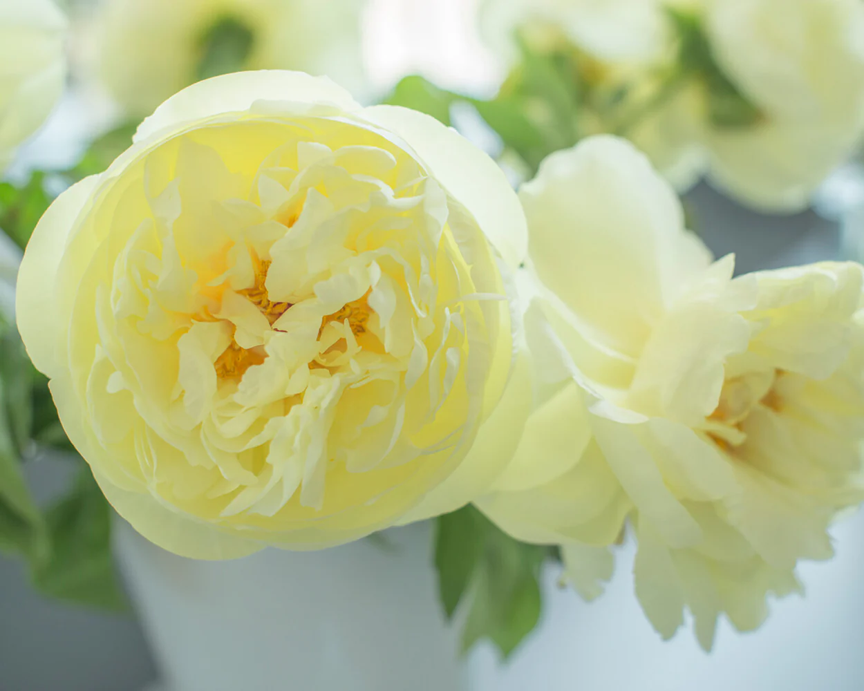 Paeonia 'Lemon Chiffon' - Image 8
