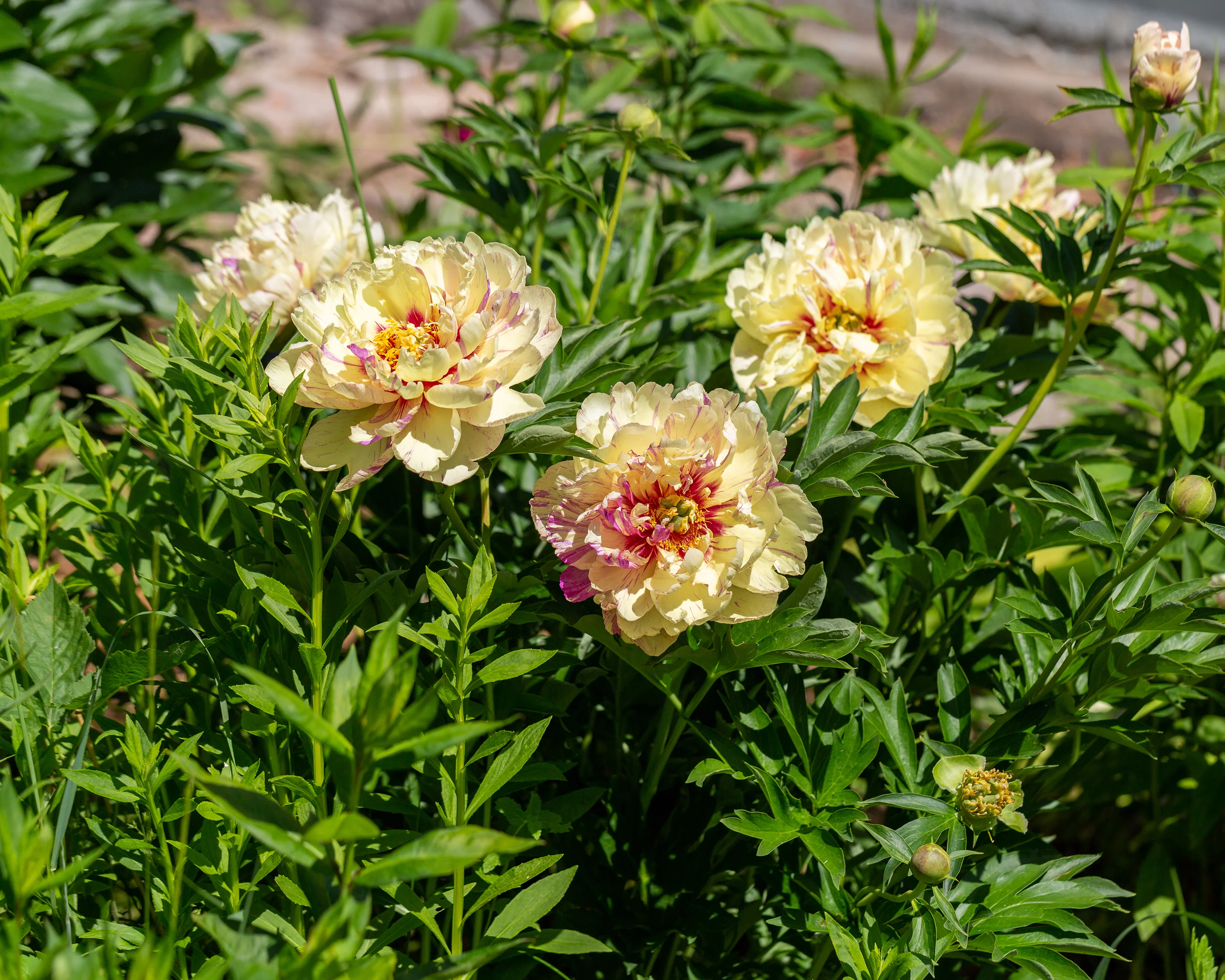 Paeonia 'Lollipop' - Image 4