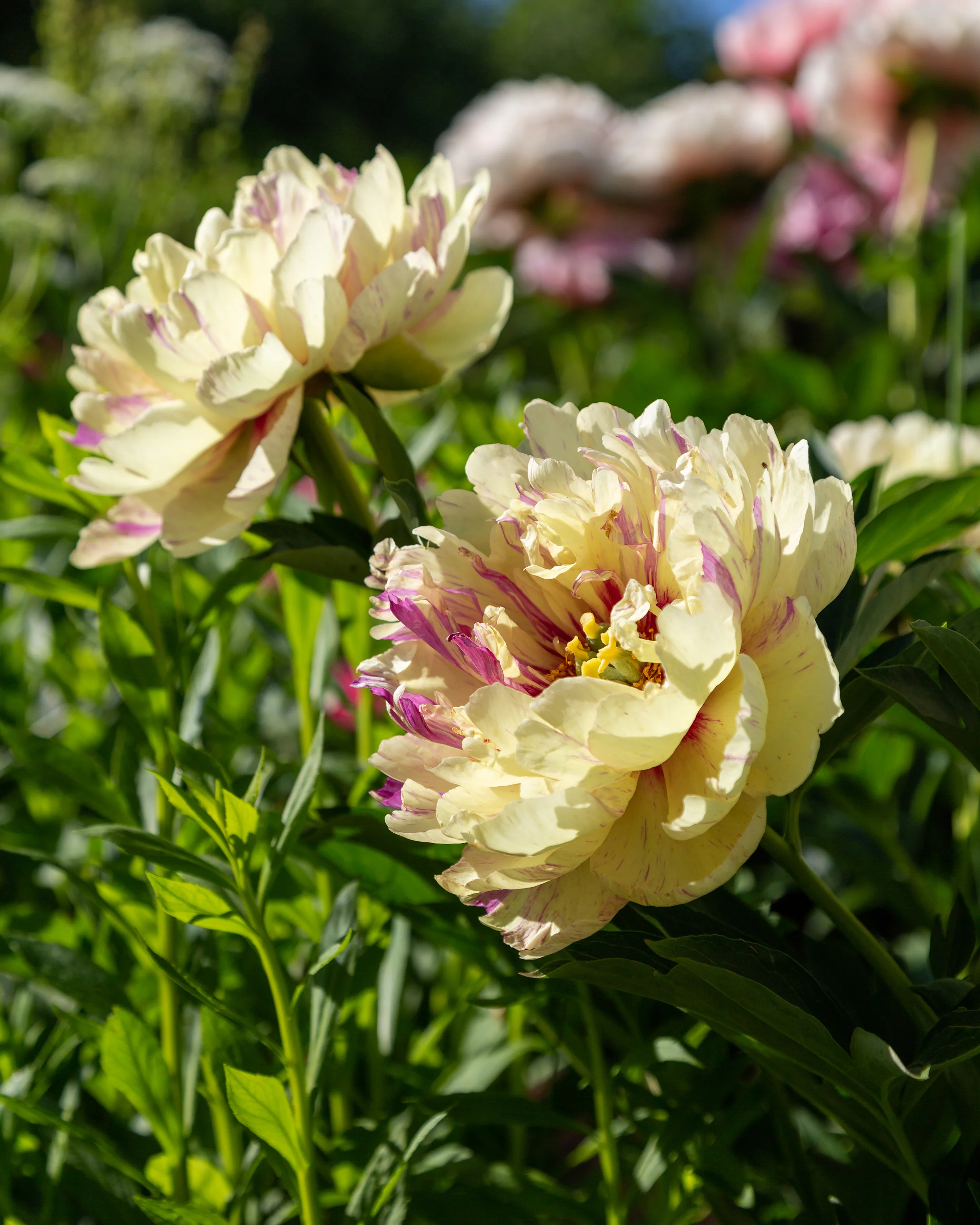 Paeonia 'Lollipop' - Image 5