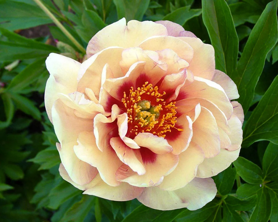 Paeonia 'Magical Mystery Tour' - Image 2