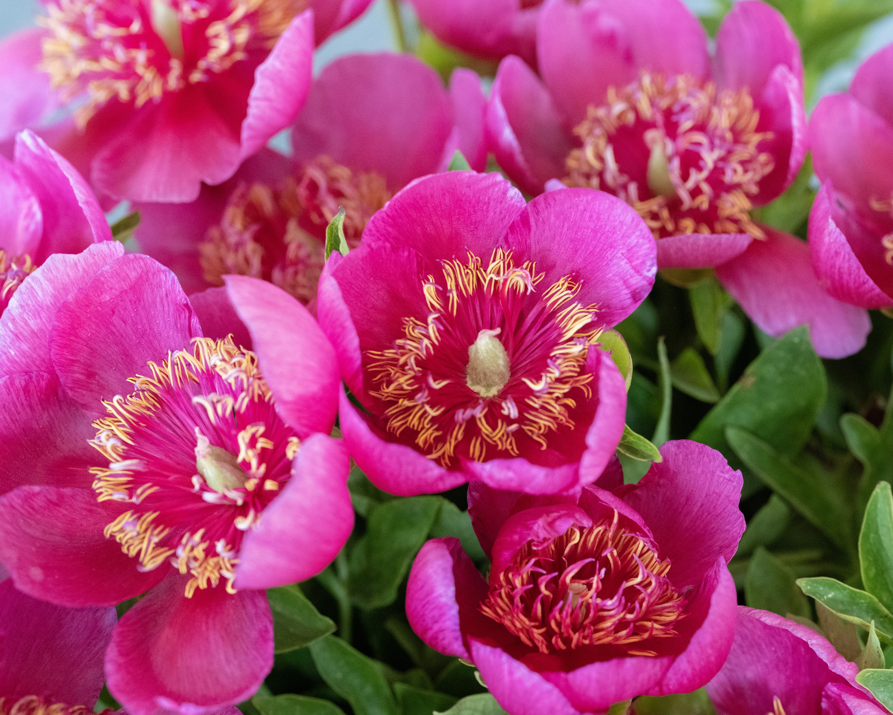 Paeonia 'Anemoniflora' - Image 3