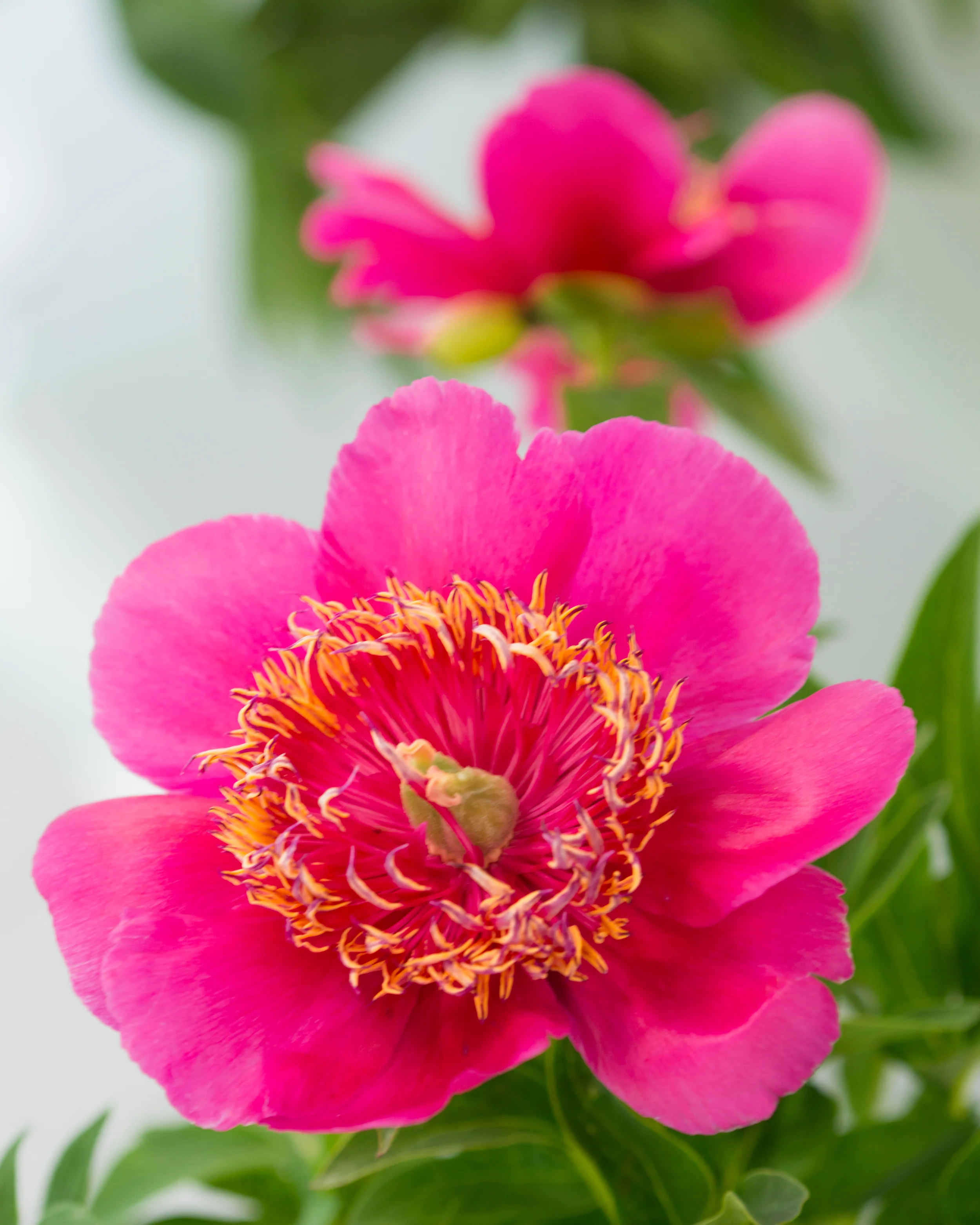 Paeonia 'Anemoniflora' - Image 7