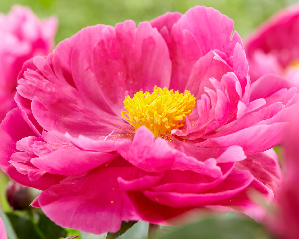 Paeonia 'Red Sarah Bernhardt' - Image 6