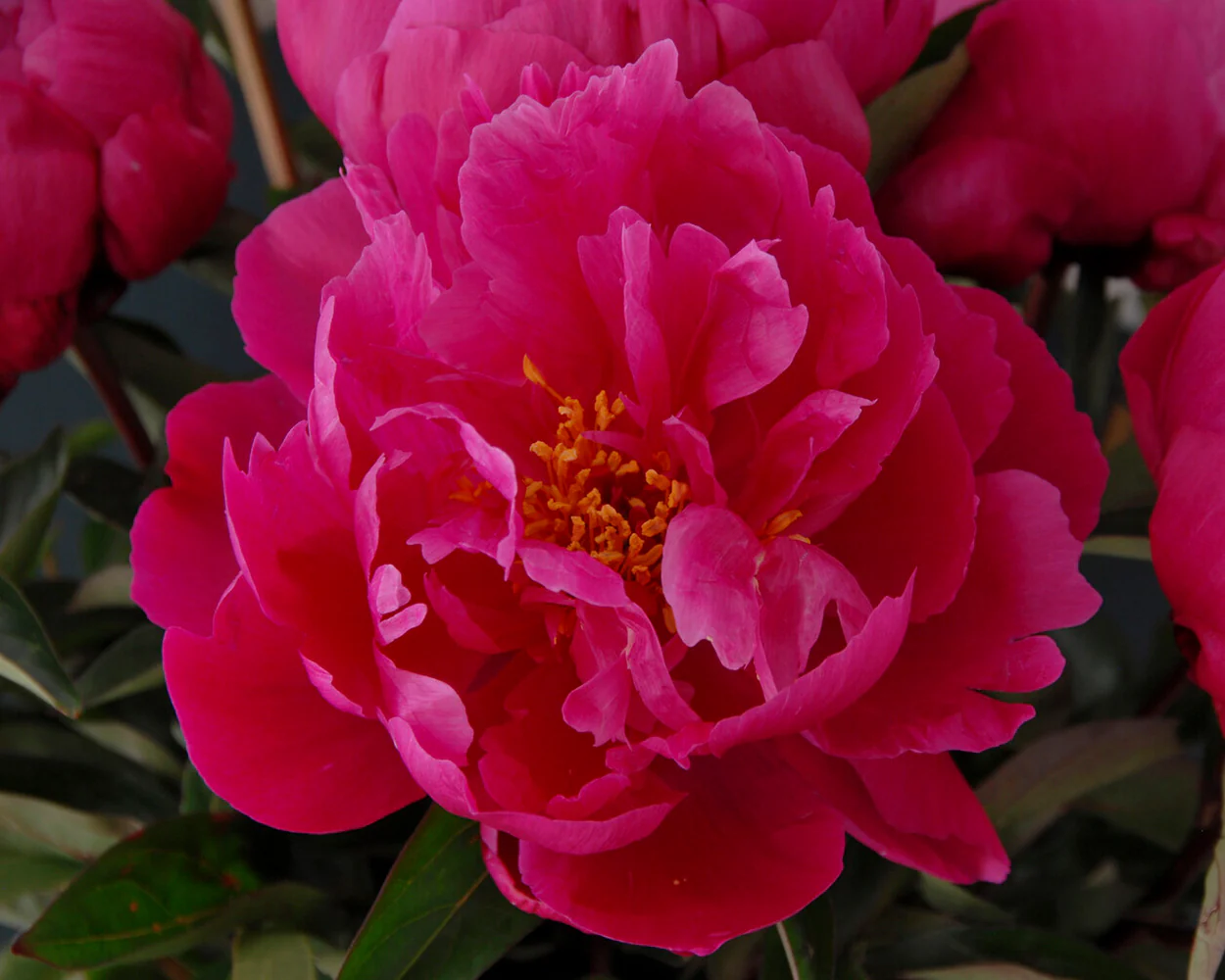 Paeonia 'Red Sarah Bernhardt' - Image 8