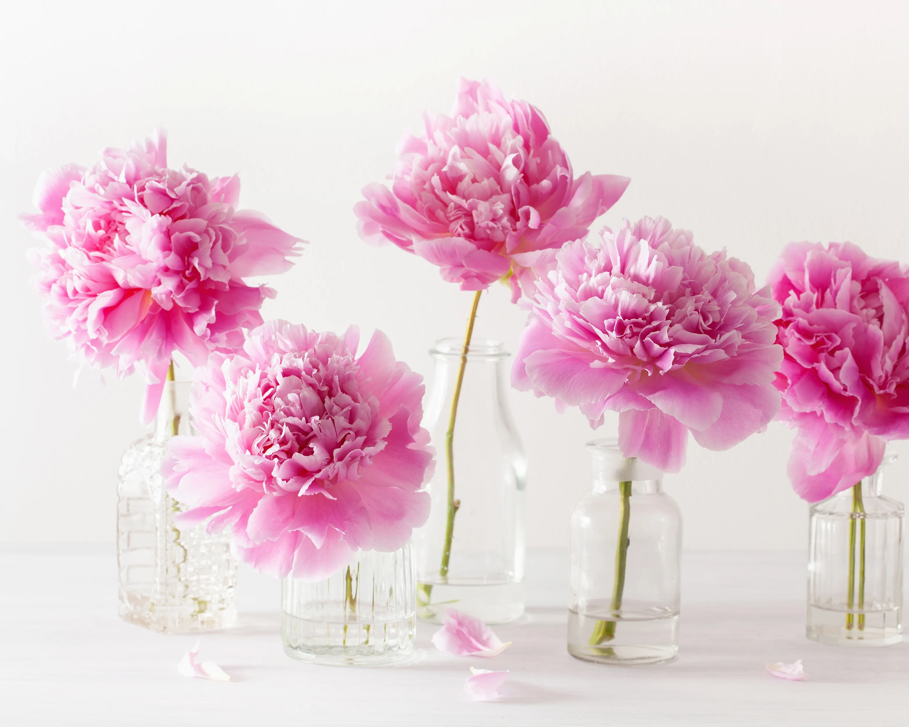 Paeonia 'Sarah Bernhardt' - Image 9