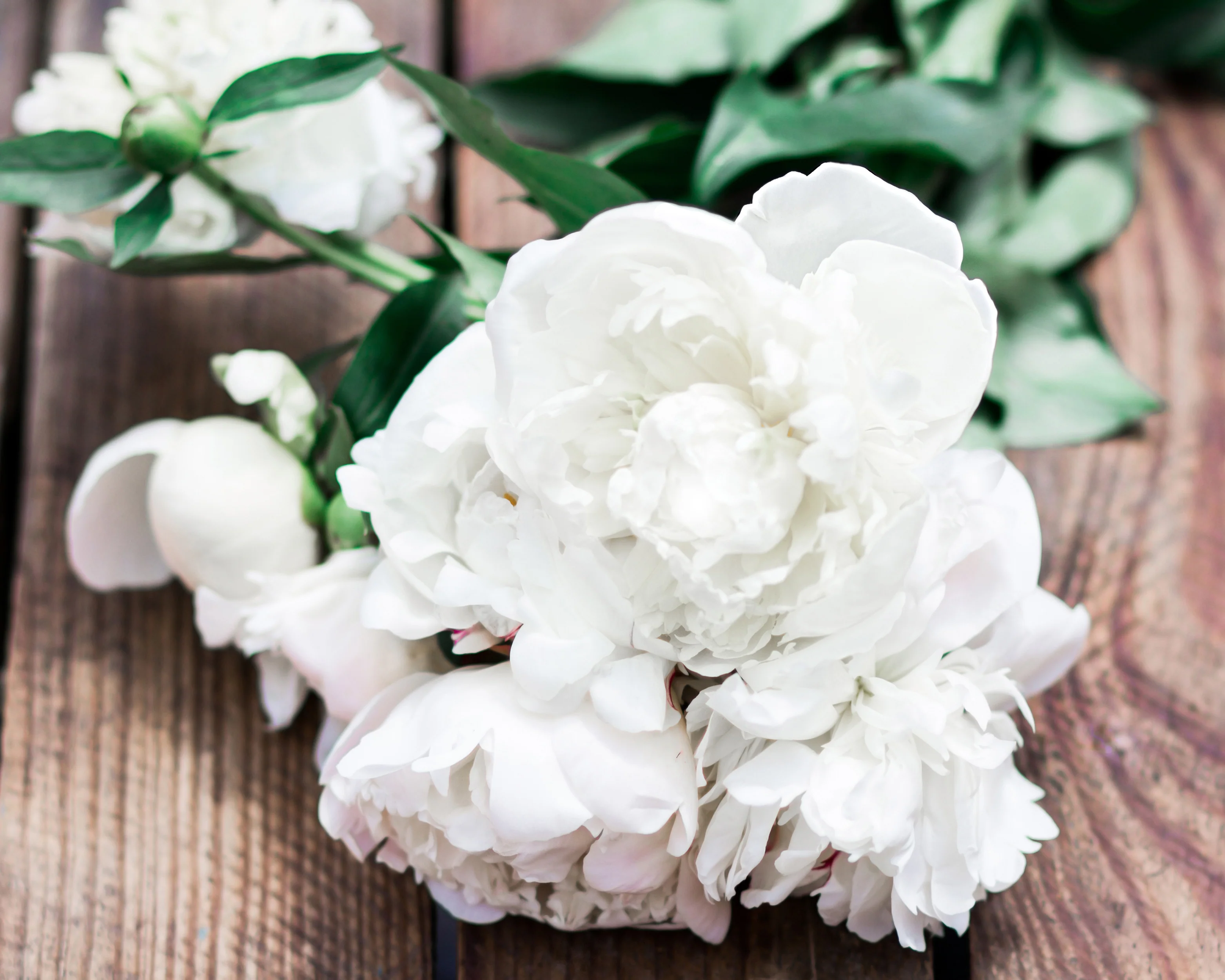 Paeonia 'Shirley Temple' - Image 6