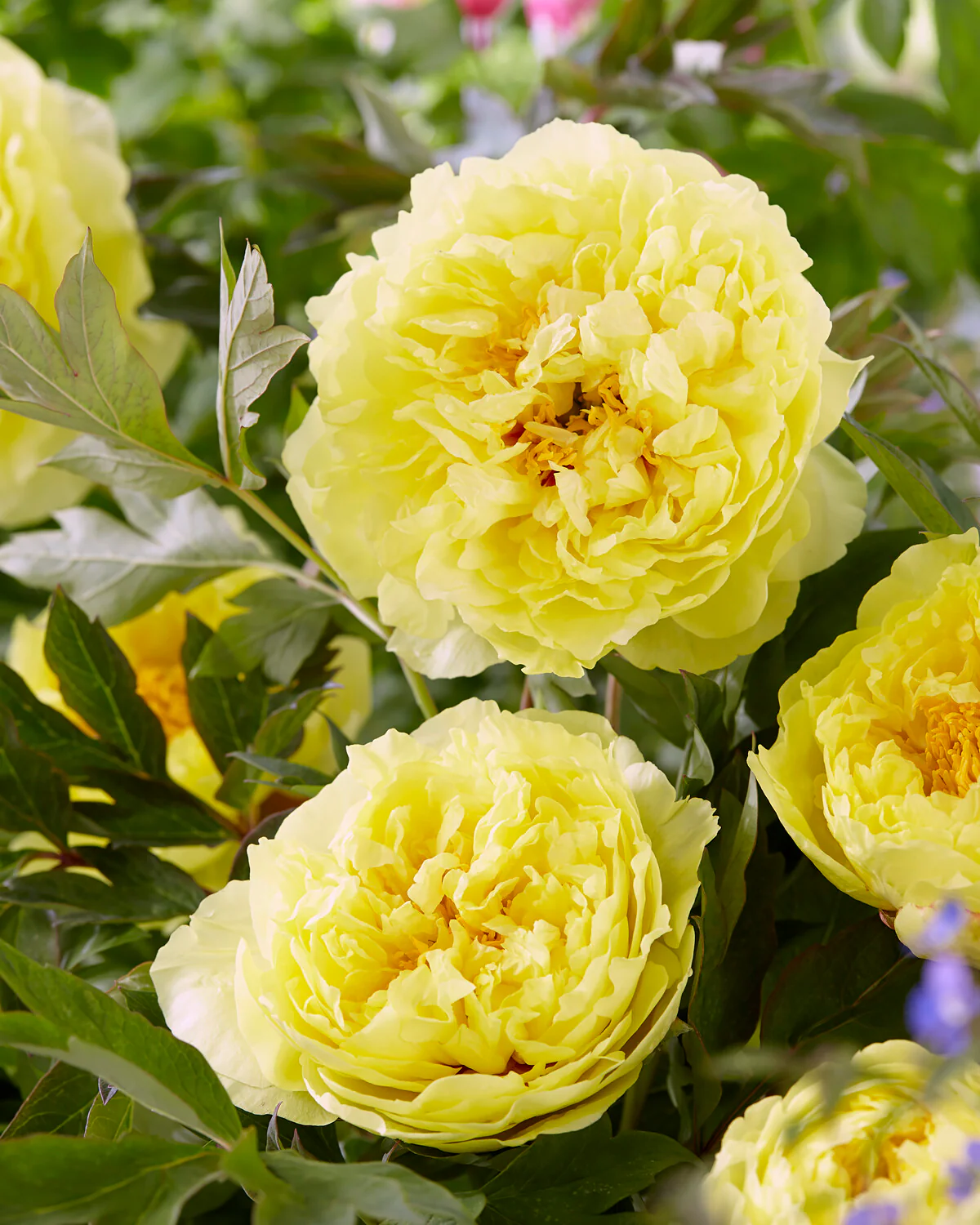 Paeonia 'Sonoma Halo' - Image 2