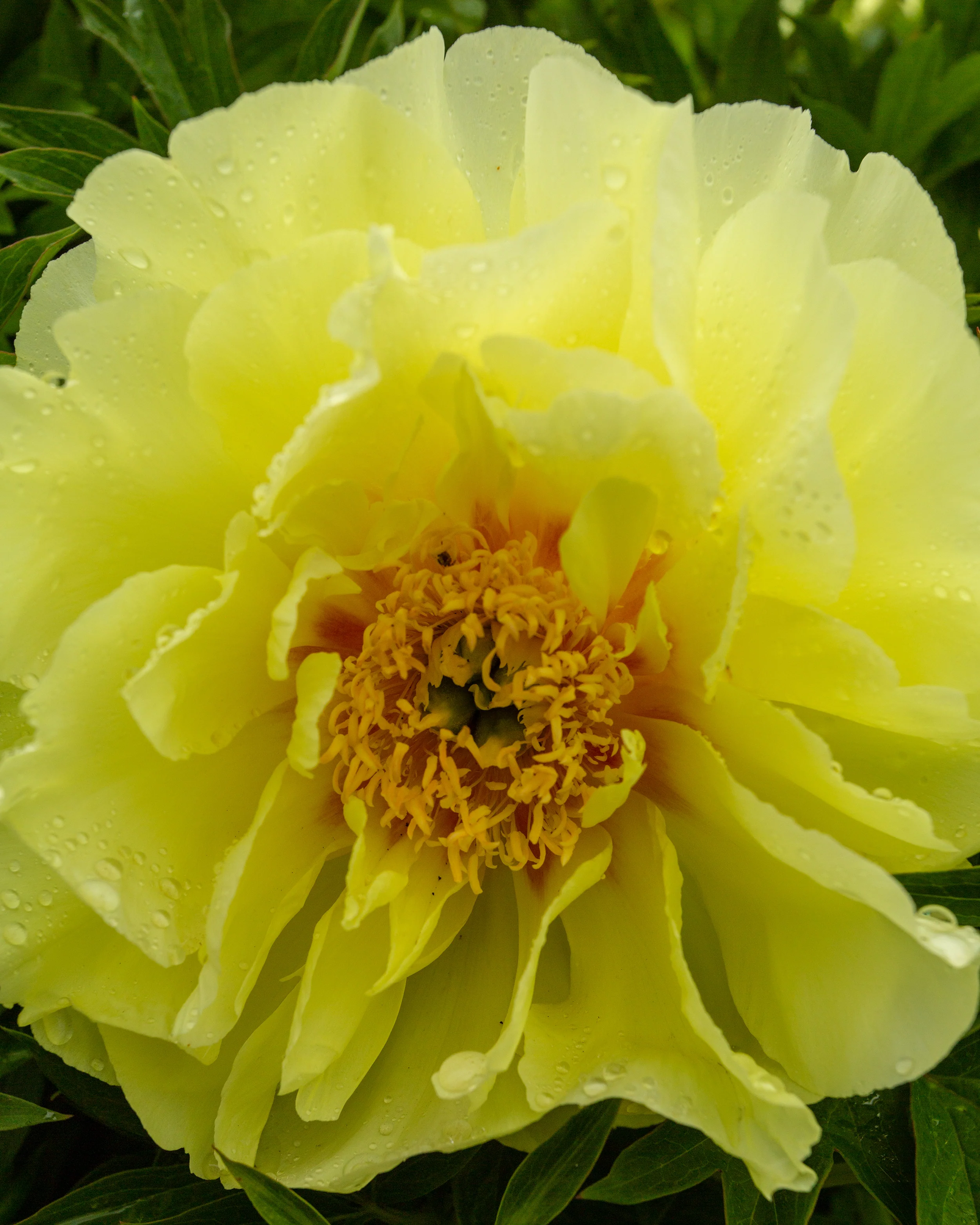 Paeonia 'Sonoma Halo' - Image 4
