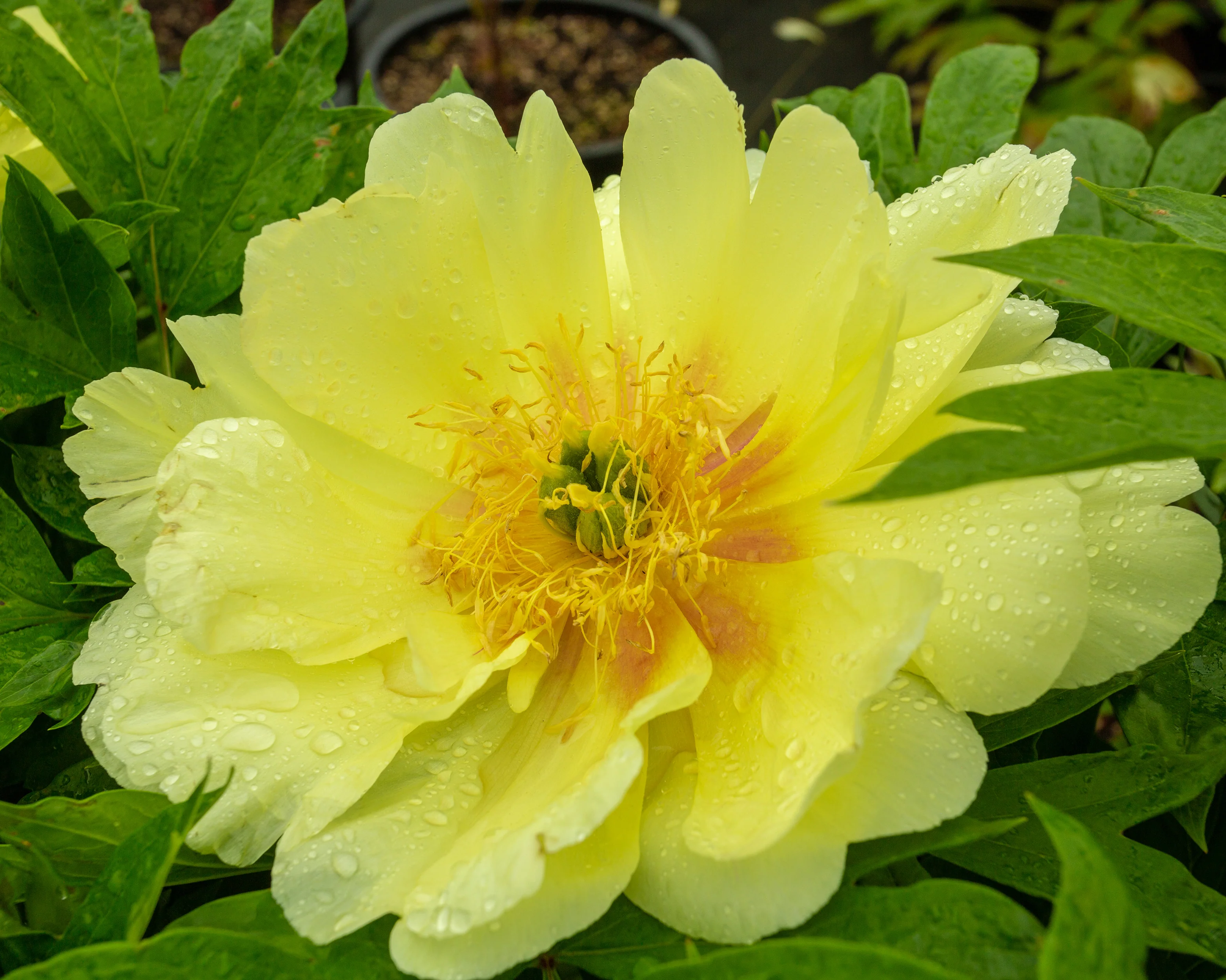 Paeonia 'Sonoma Halo' - Image 5
