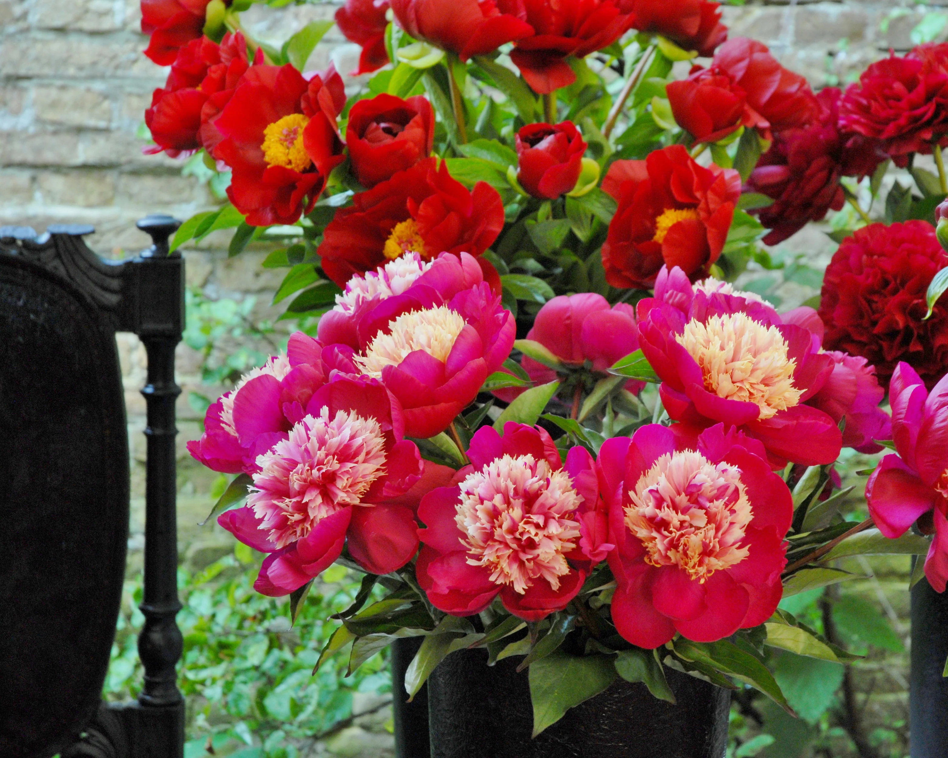 Paeonia 'White Cap' - Image 12