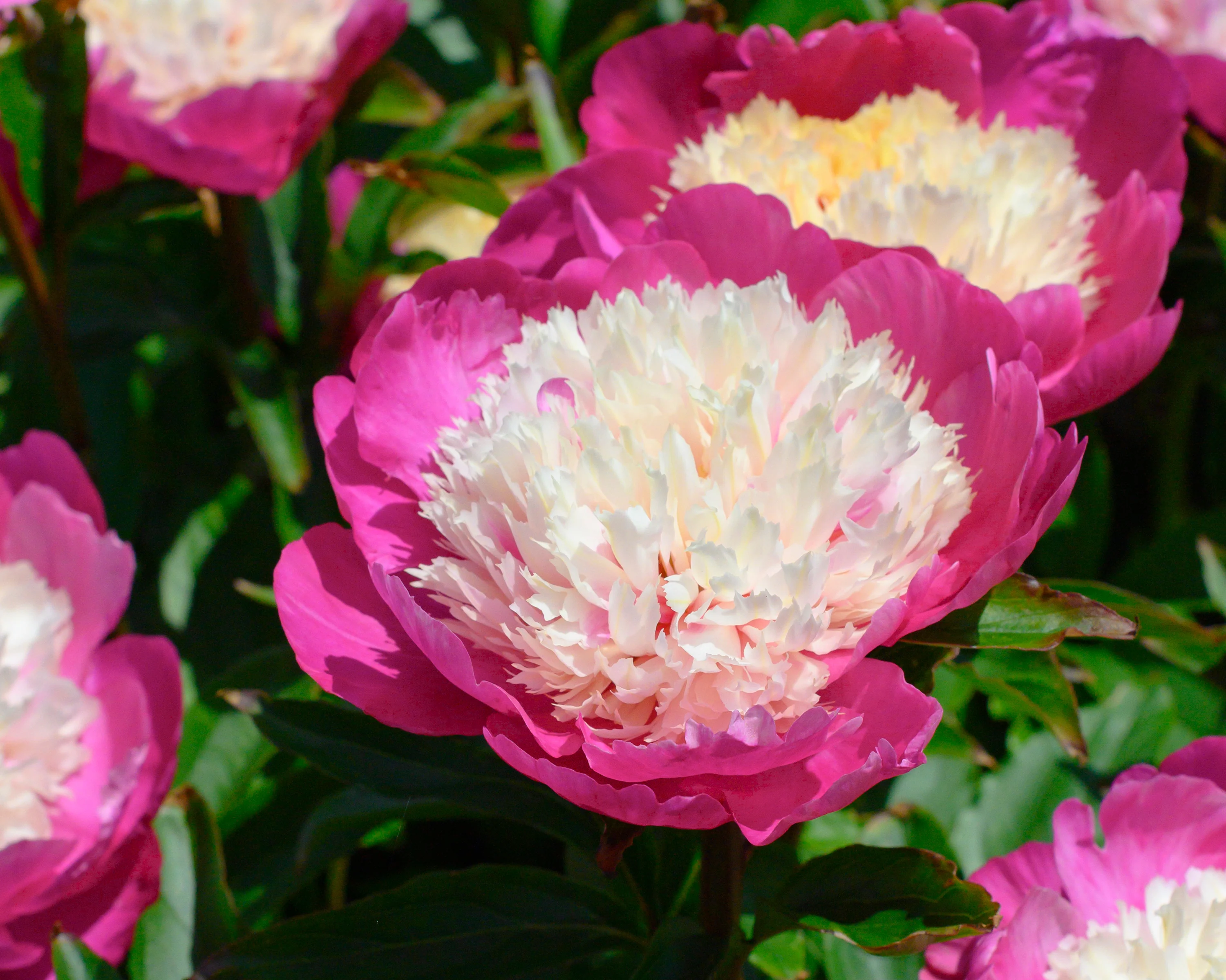 Paeonia 'White Cap' - Image 13