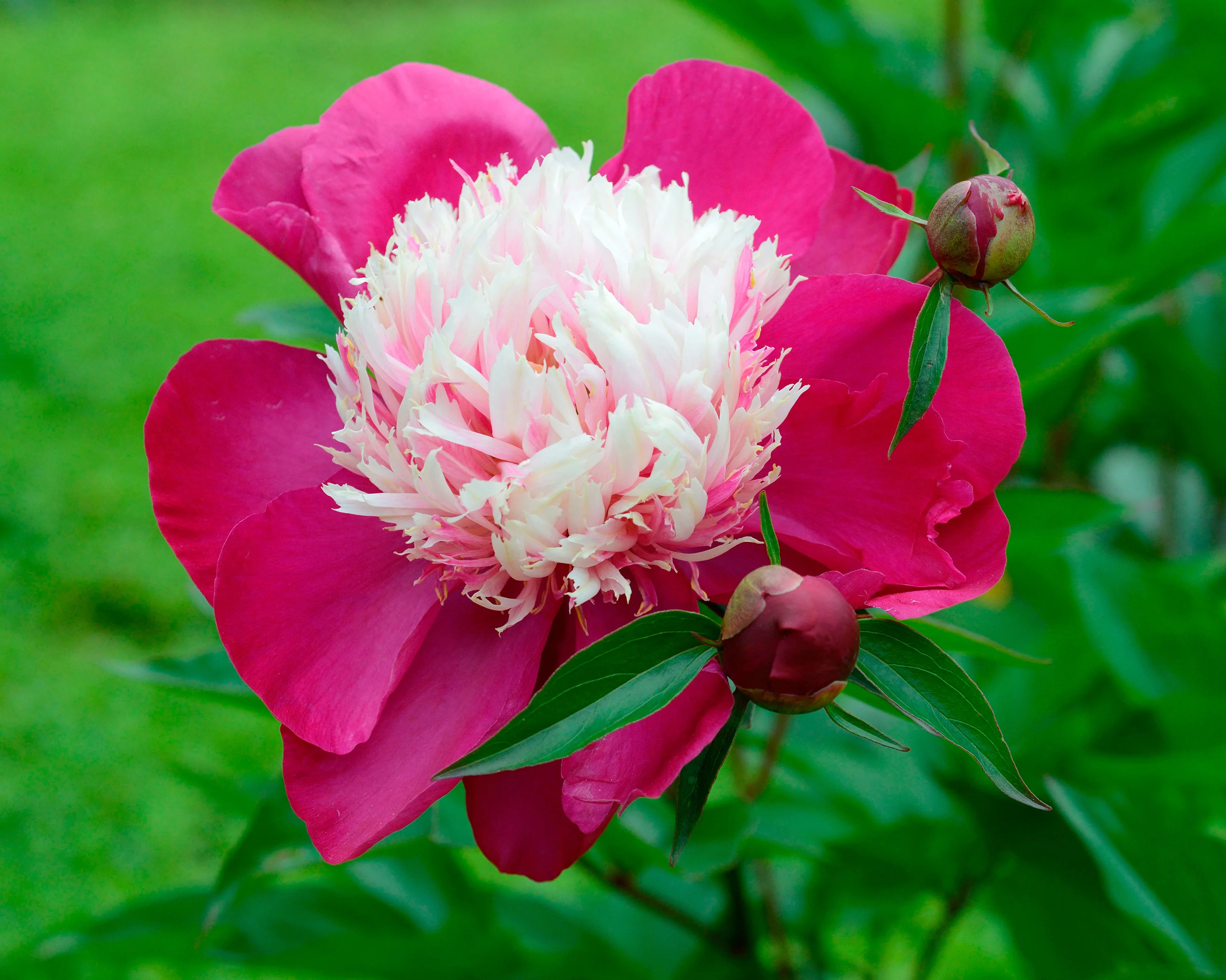 Paeonia 'White Cap' - Image 14