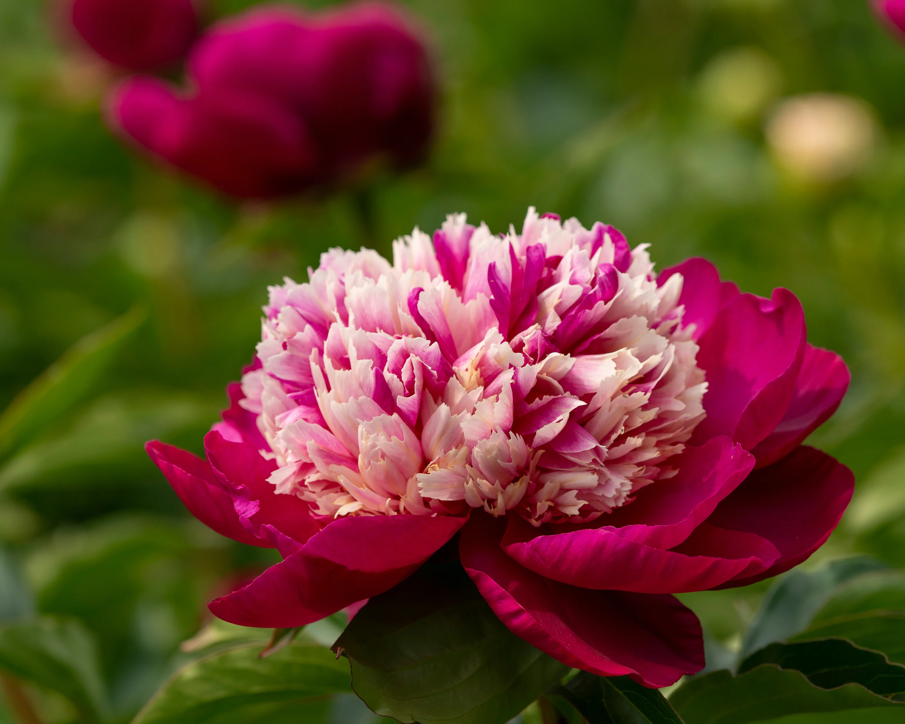 Paeonia 'White Cap' - Image 6