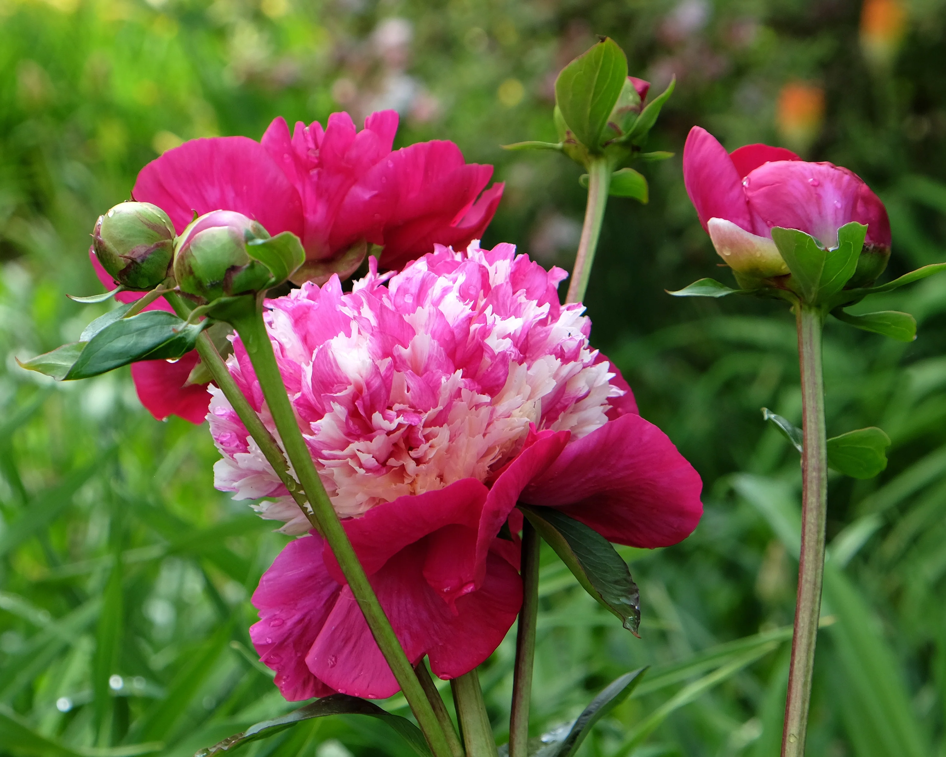 Paeonia 'White Cap' - Image 7