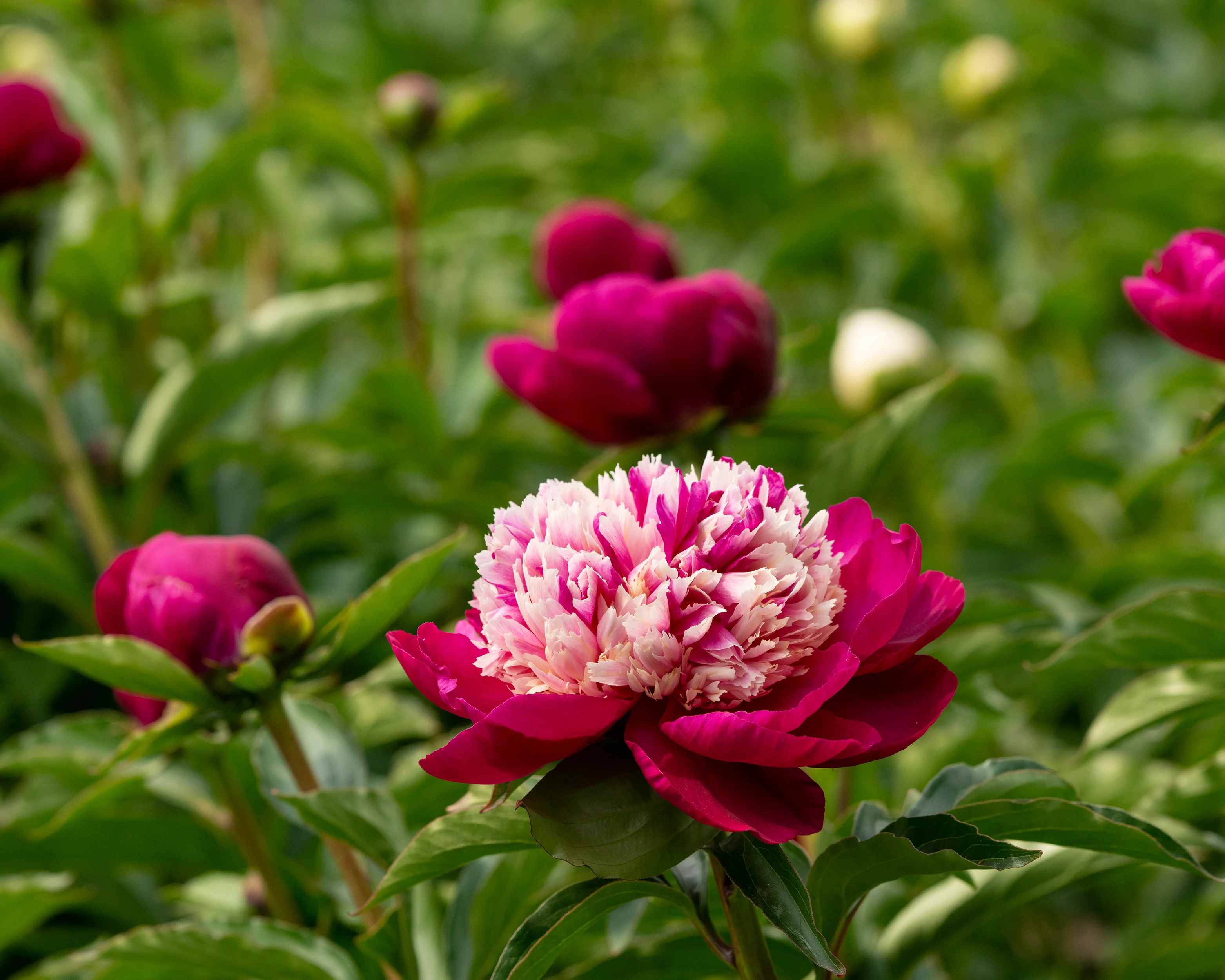Paeonia 'White Cap' - Image 9