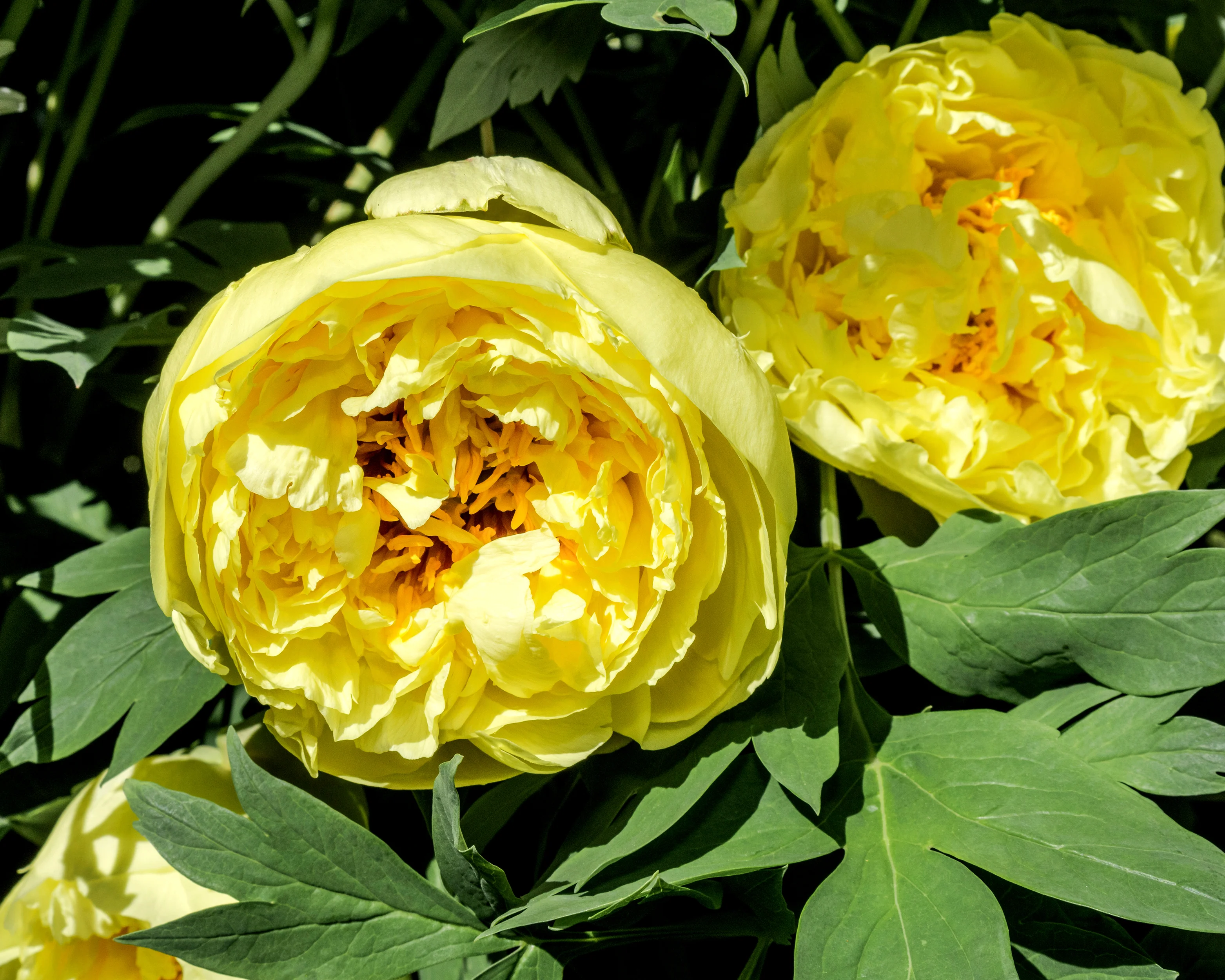 Paeonia 'Yellow Crown' - Image 4
