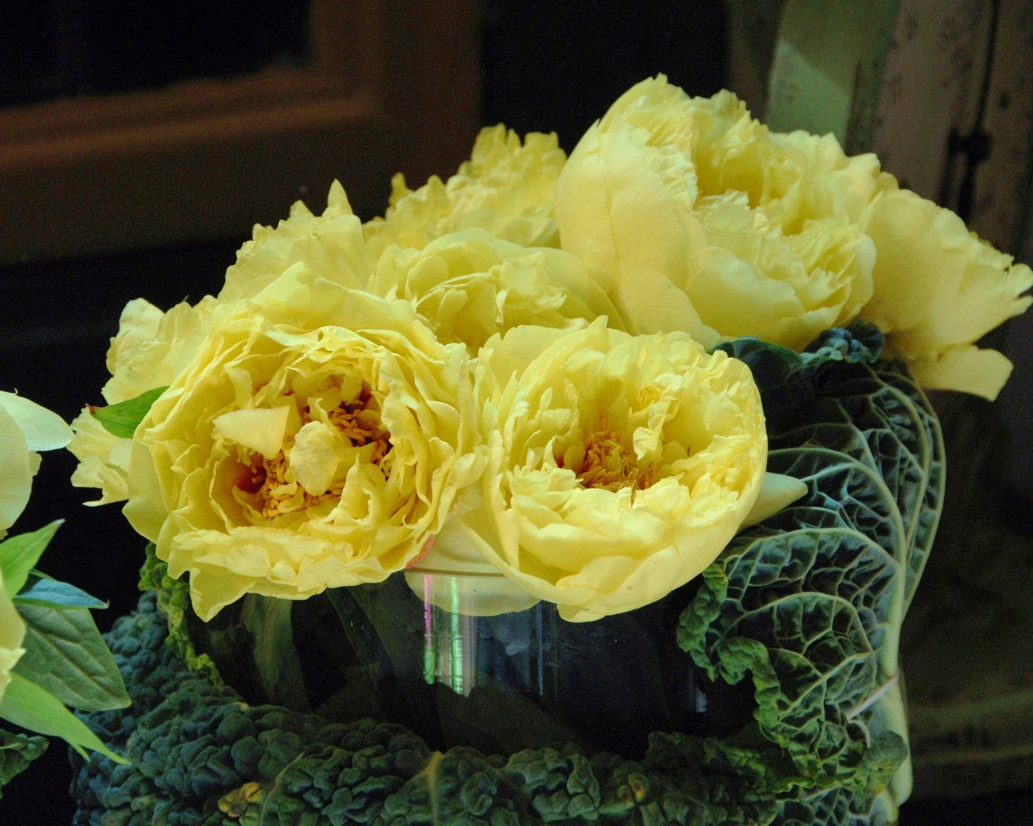 Paeonia 'Yellow Crown XXL' - Image 6