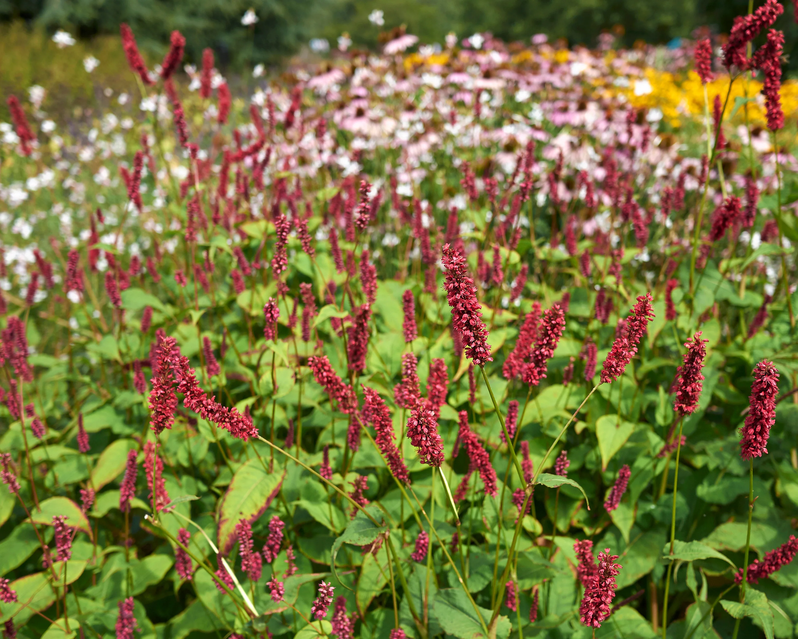 Persicaria 'Fat Domino' - Image 2