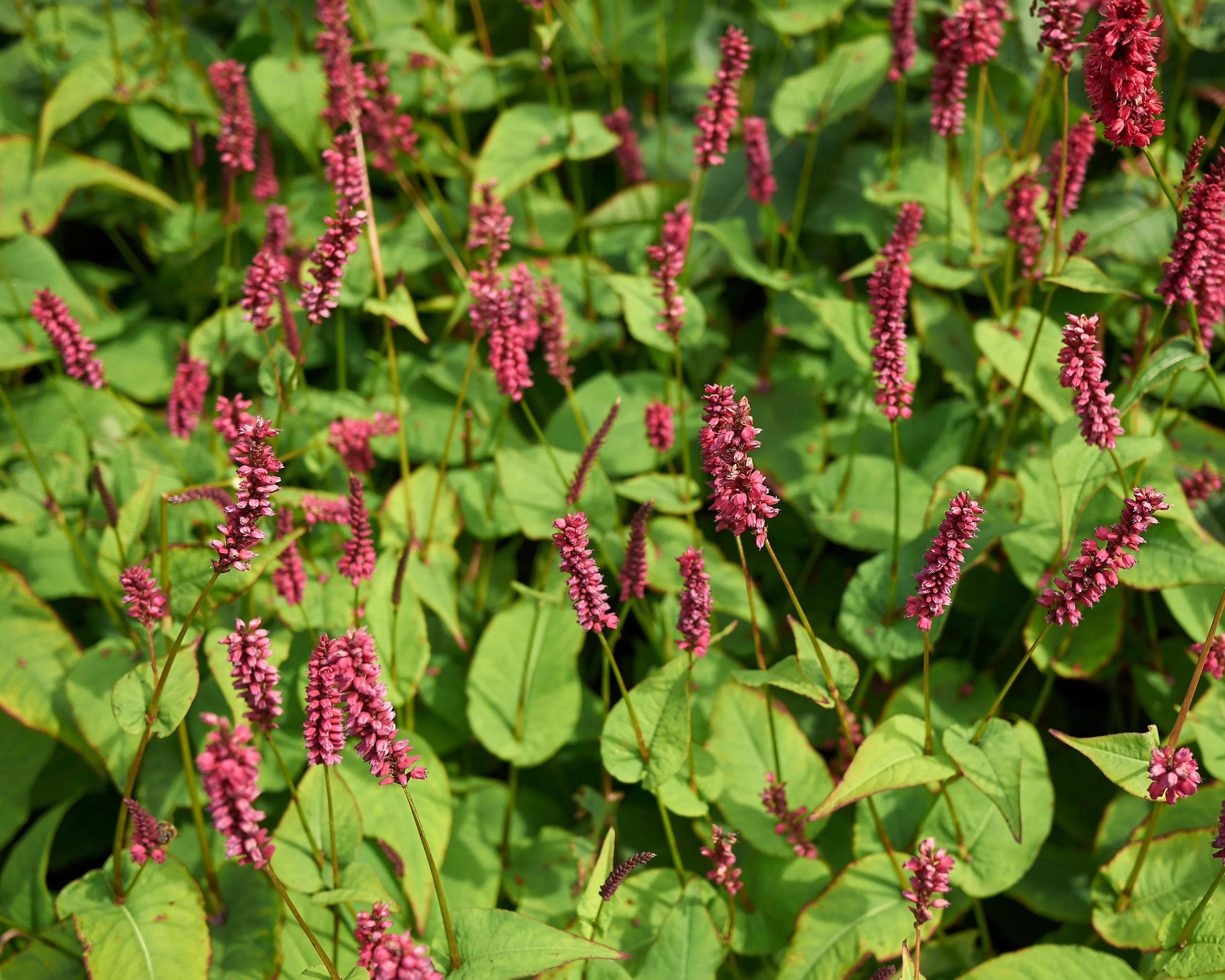 Persicaria 'Fat Domino' - Image 3