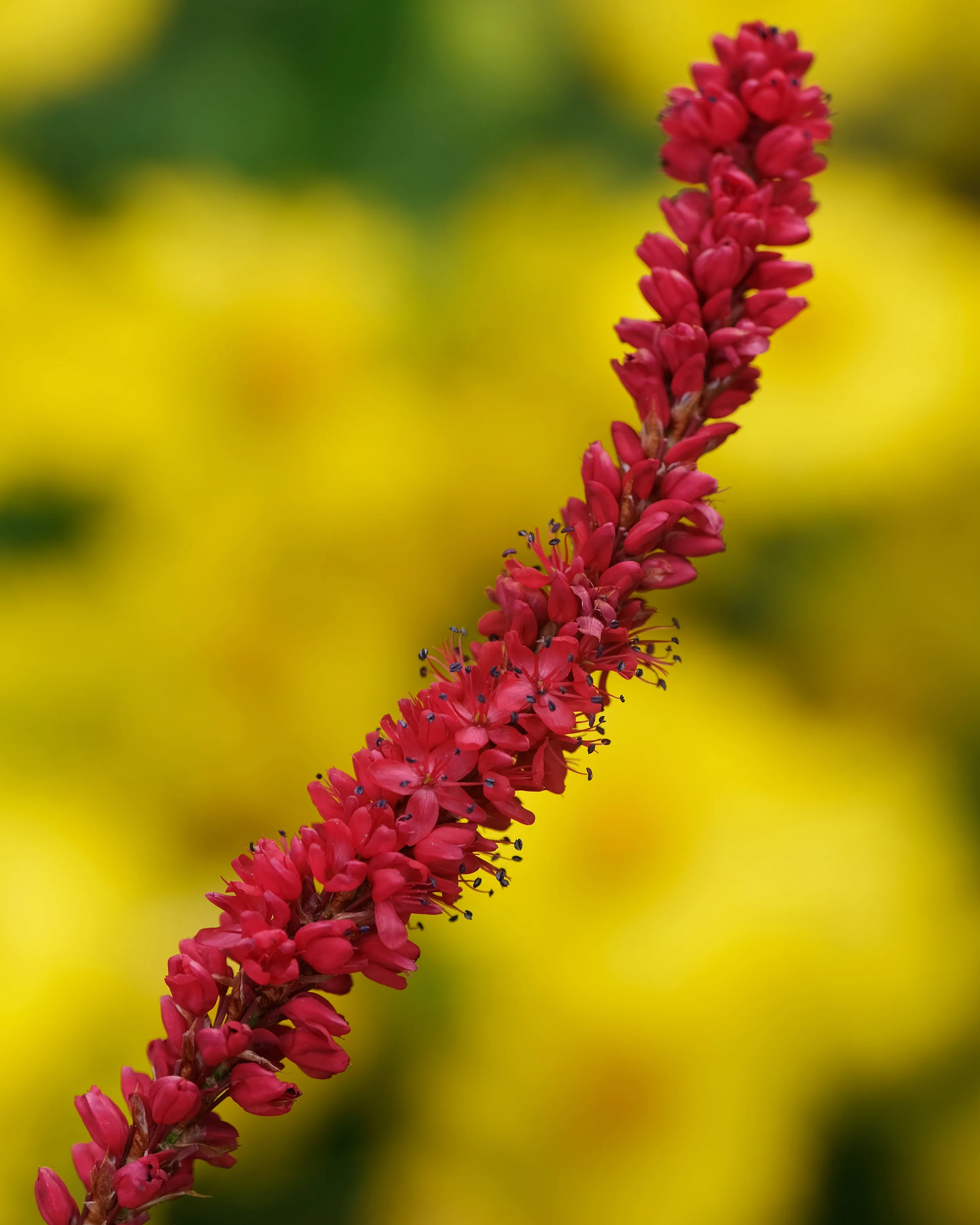 Persicaria 'Bloody Mary' - Image 10