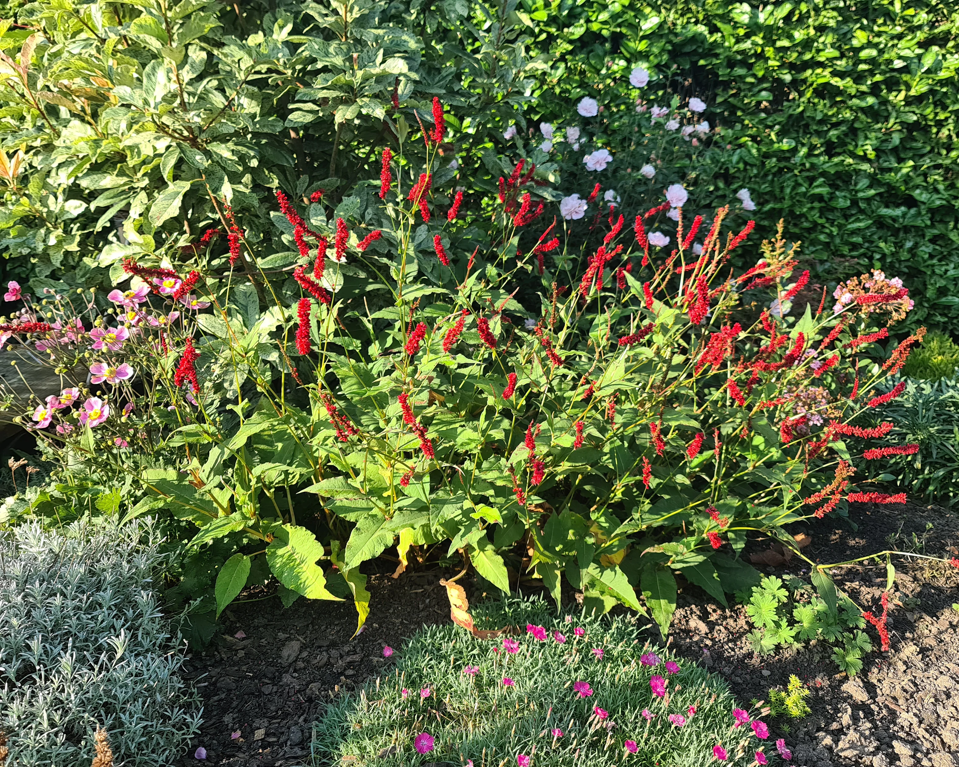 Persicaria 'Bloody Mary' - Image 2