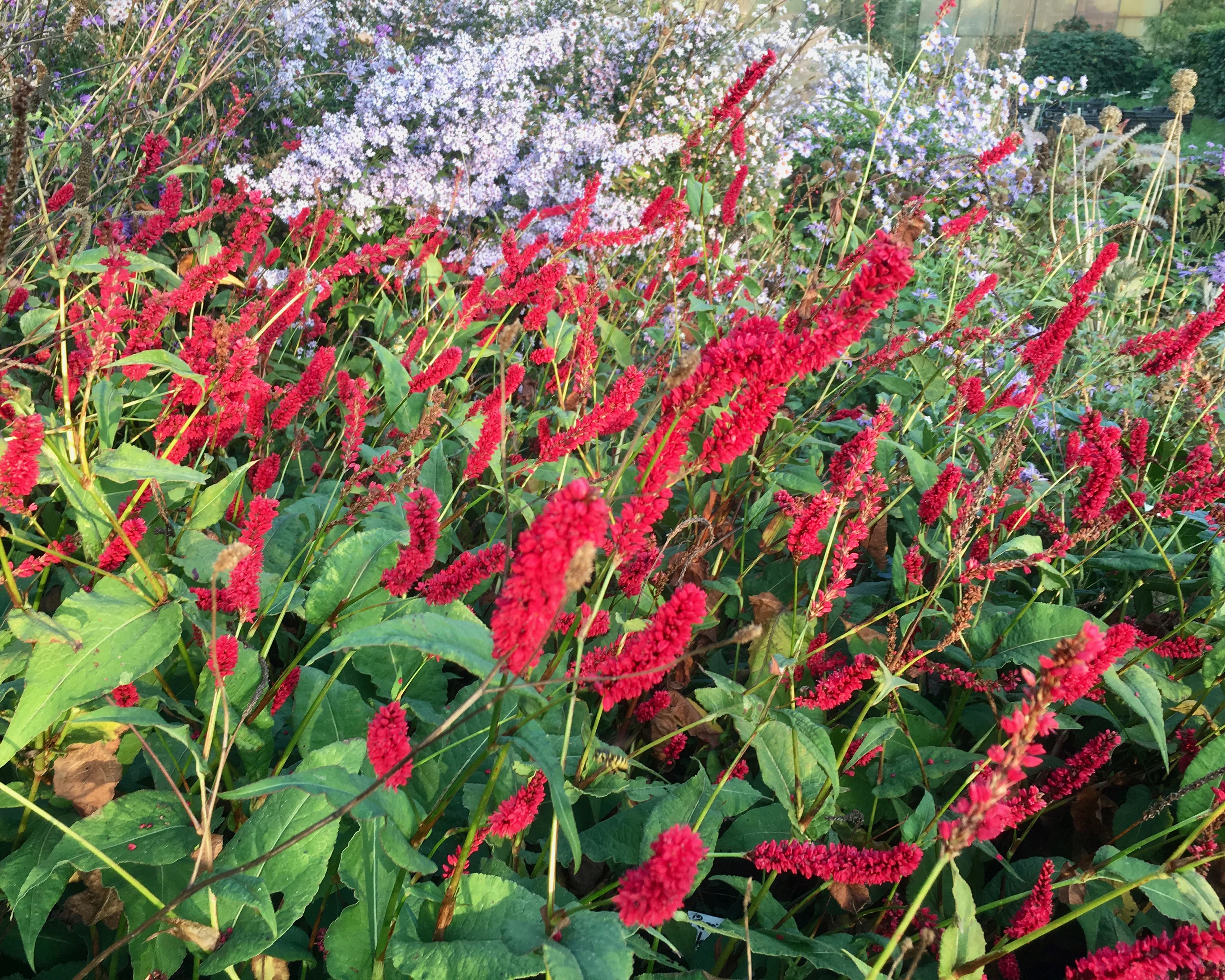 Persicaria 'Bloody Mary' - Image 4