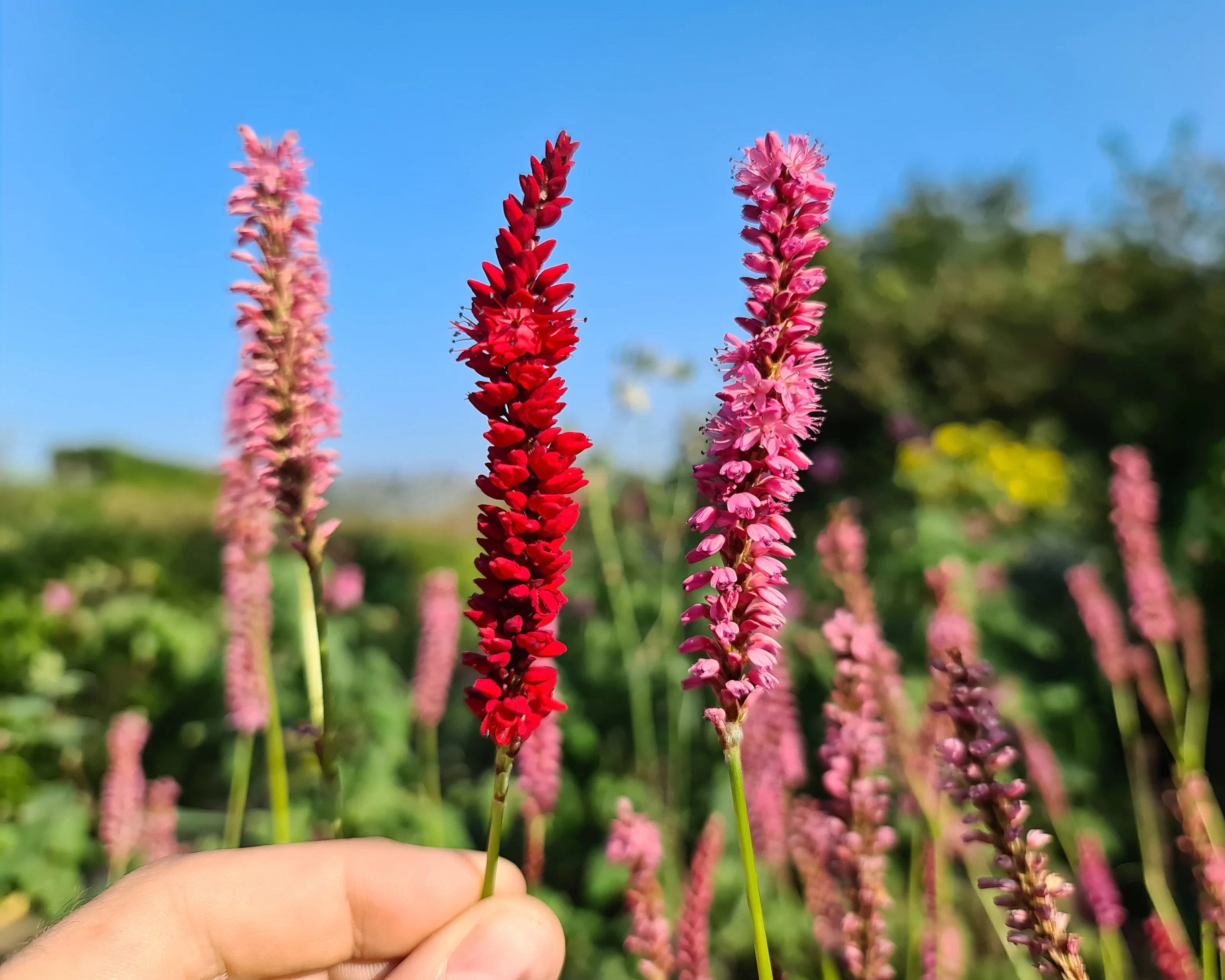 Persicaria 'Bloody Mary' - Image 5