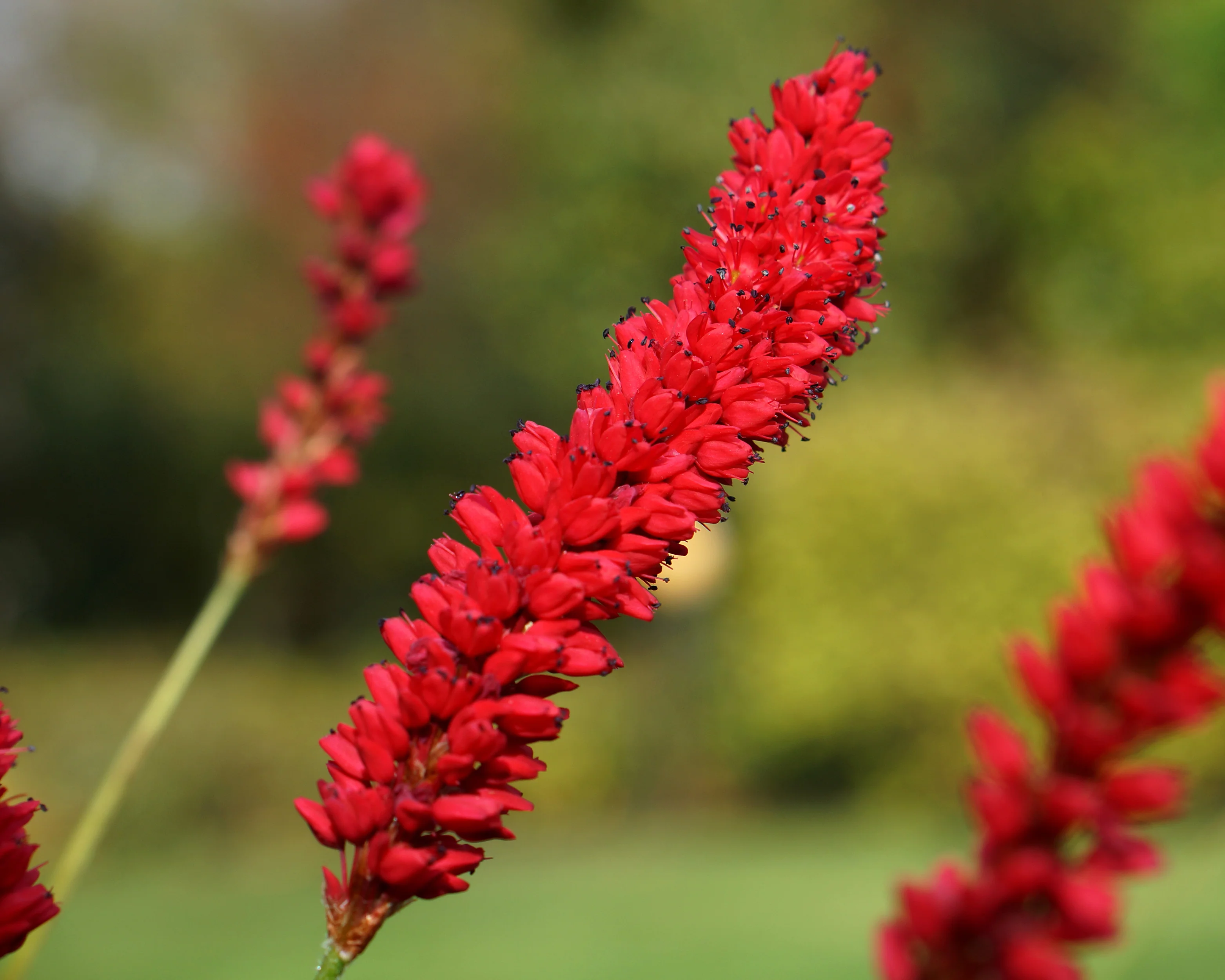 Persicaria 'Bloody Mary' - Image 6