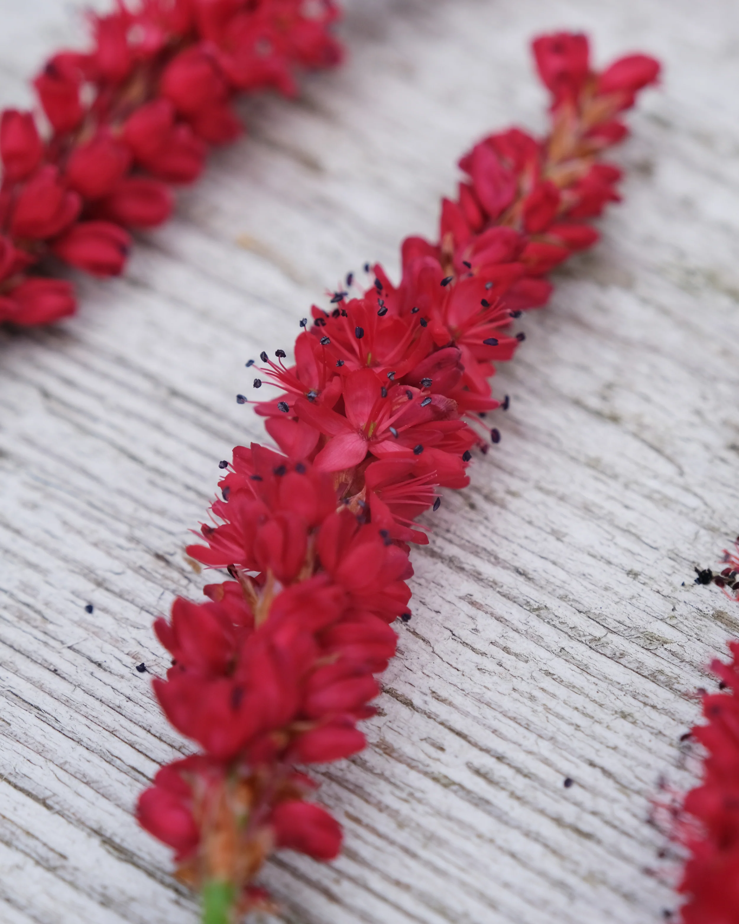 Persicaria 'Bloody Mary' - Image 9
