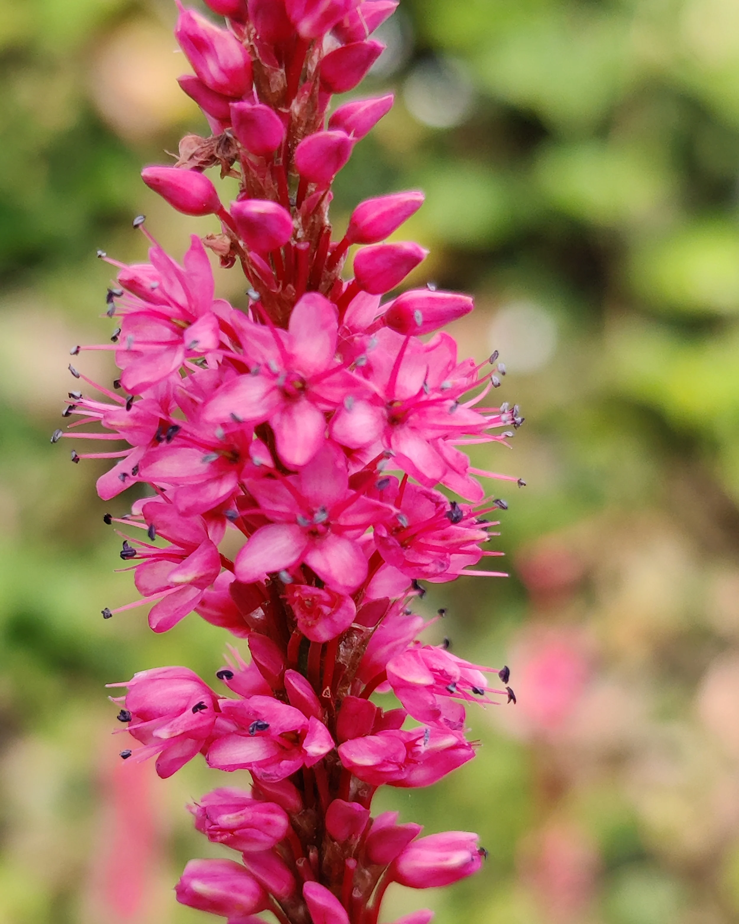 Persicaria 'Flamingo Feathers' - Image 2