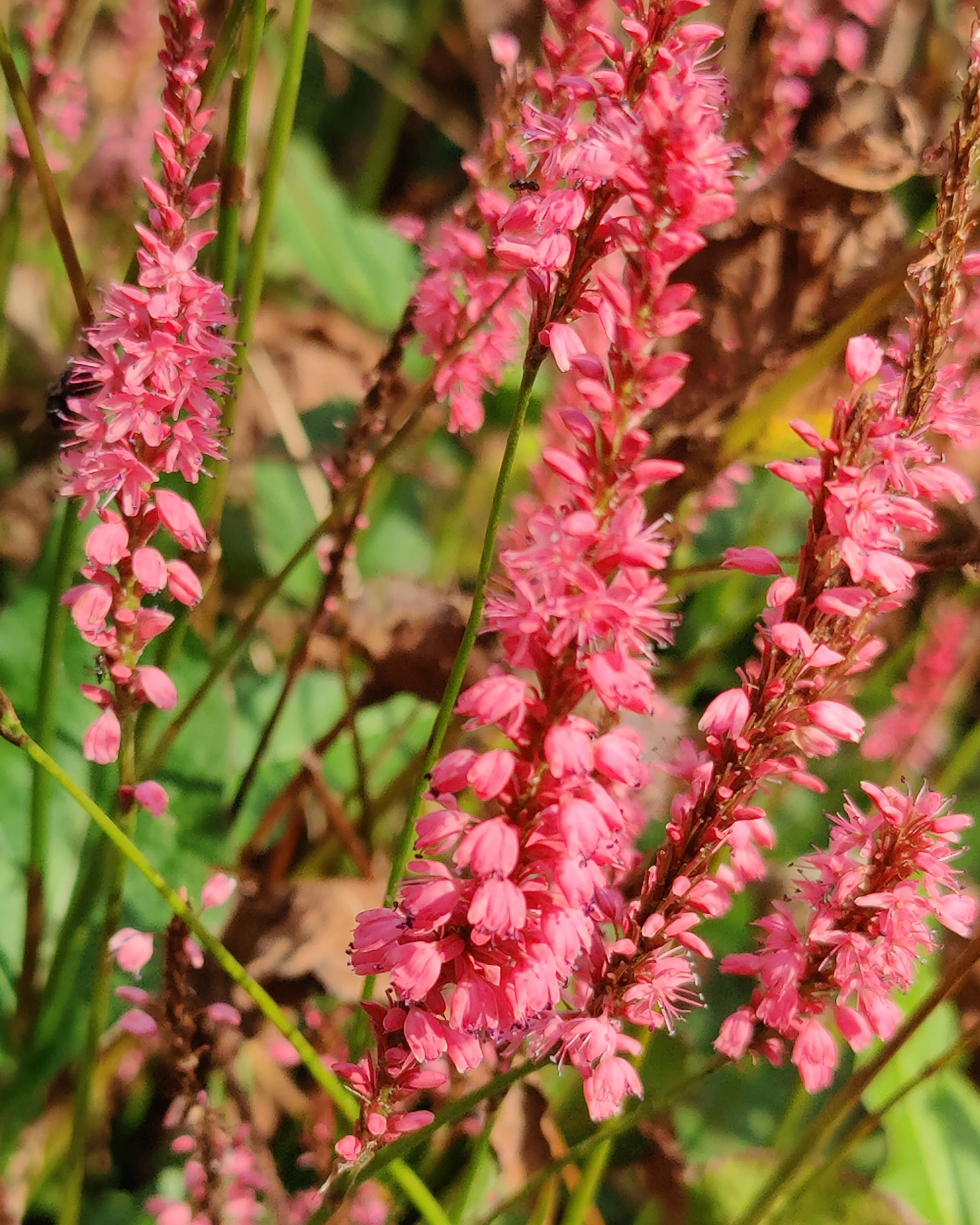 Persicaria 'Flamingo Feathers' - Image 3