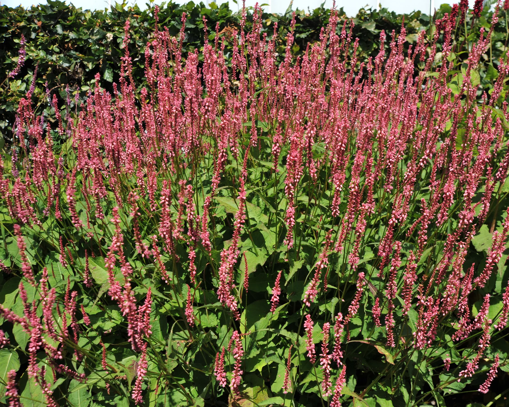 Persicaria 'Flamingo Feathers' - Image 4