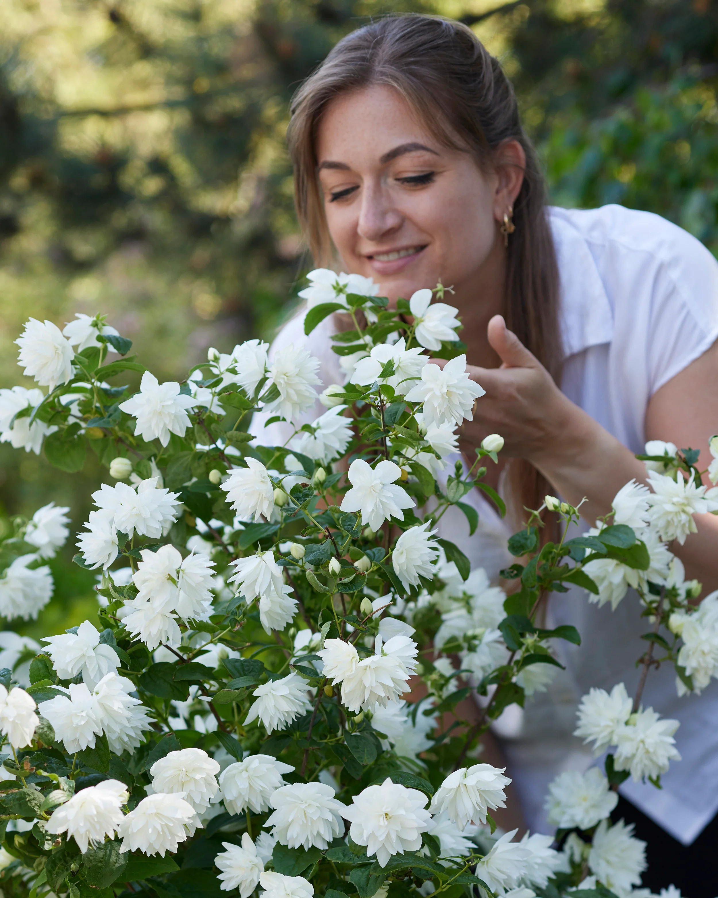 Philadelphus 'Pearls of Perfume' - Image 3