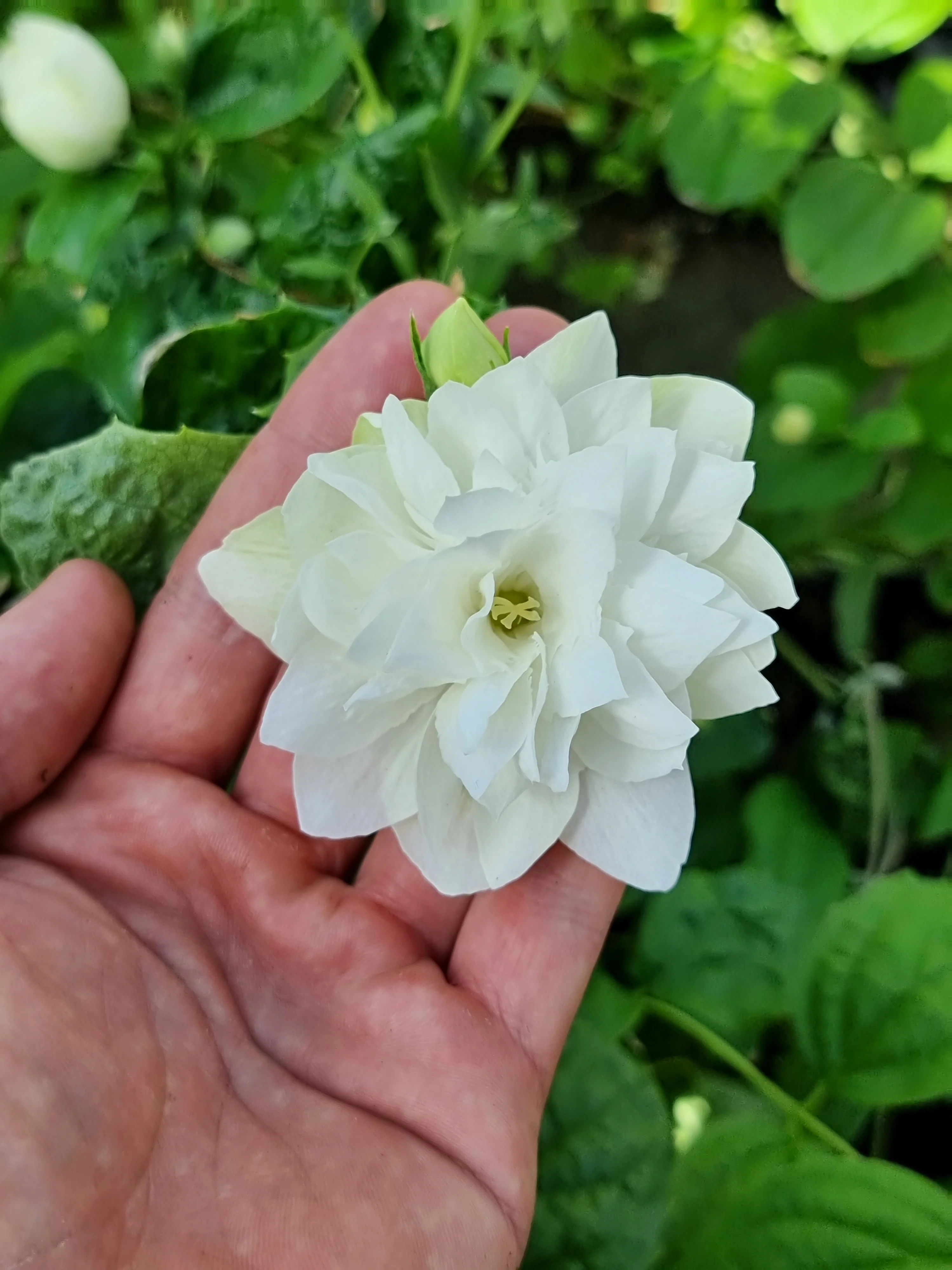 Philadelphus 'Pearls of Perfume' - Image 5