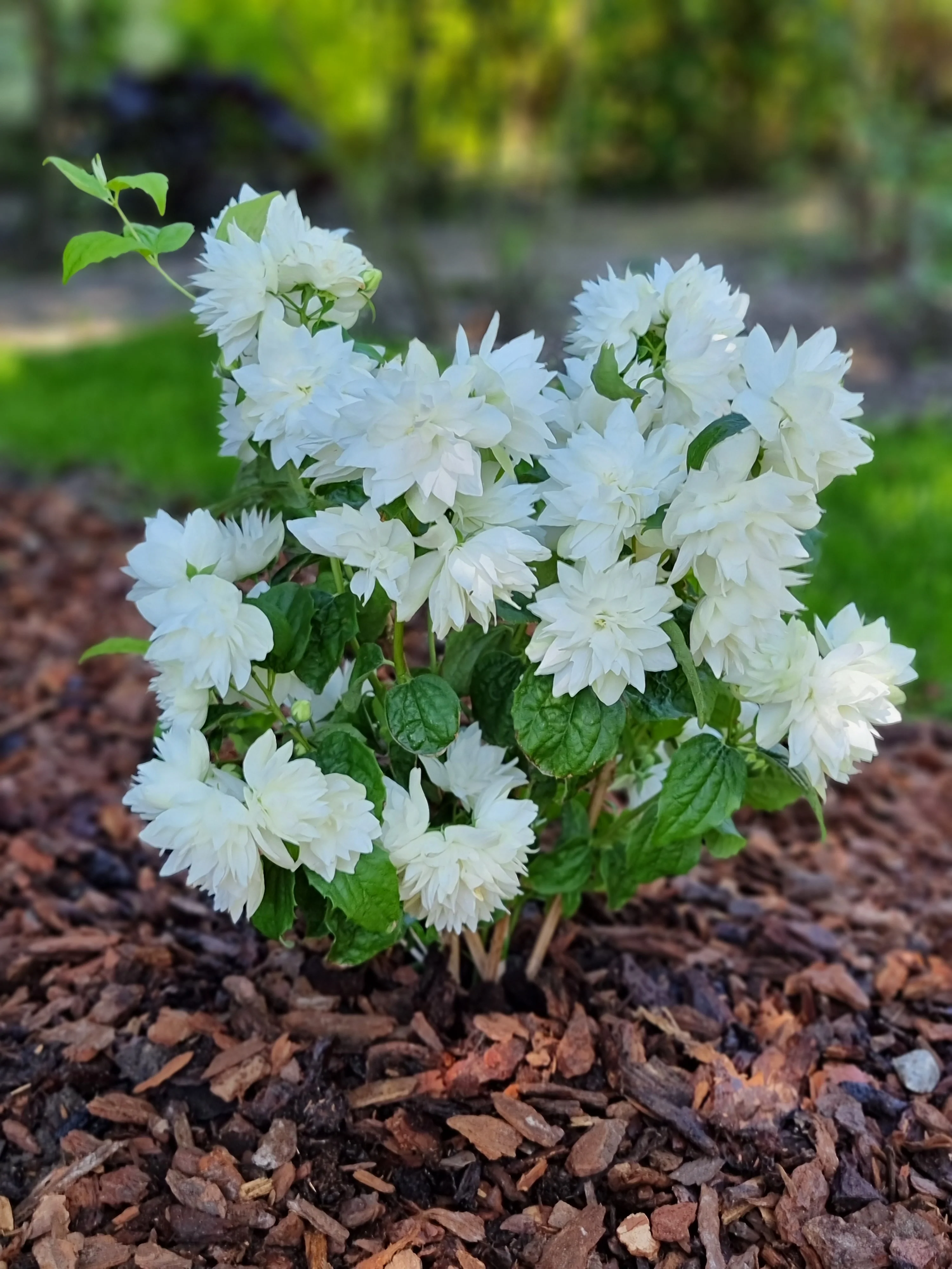 Philadelphus 'Pearls of Perfume' - Image 6