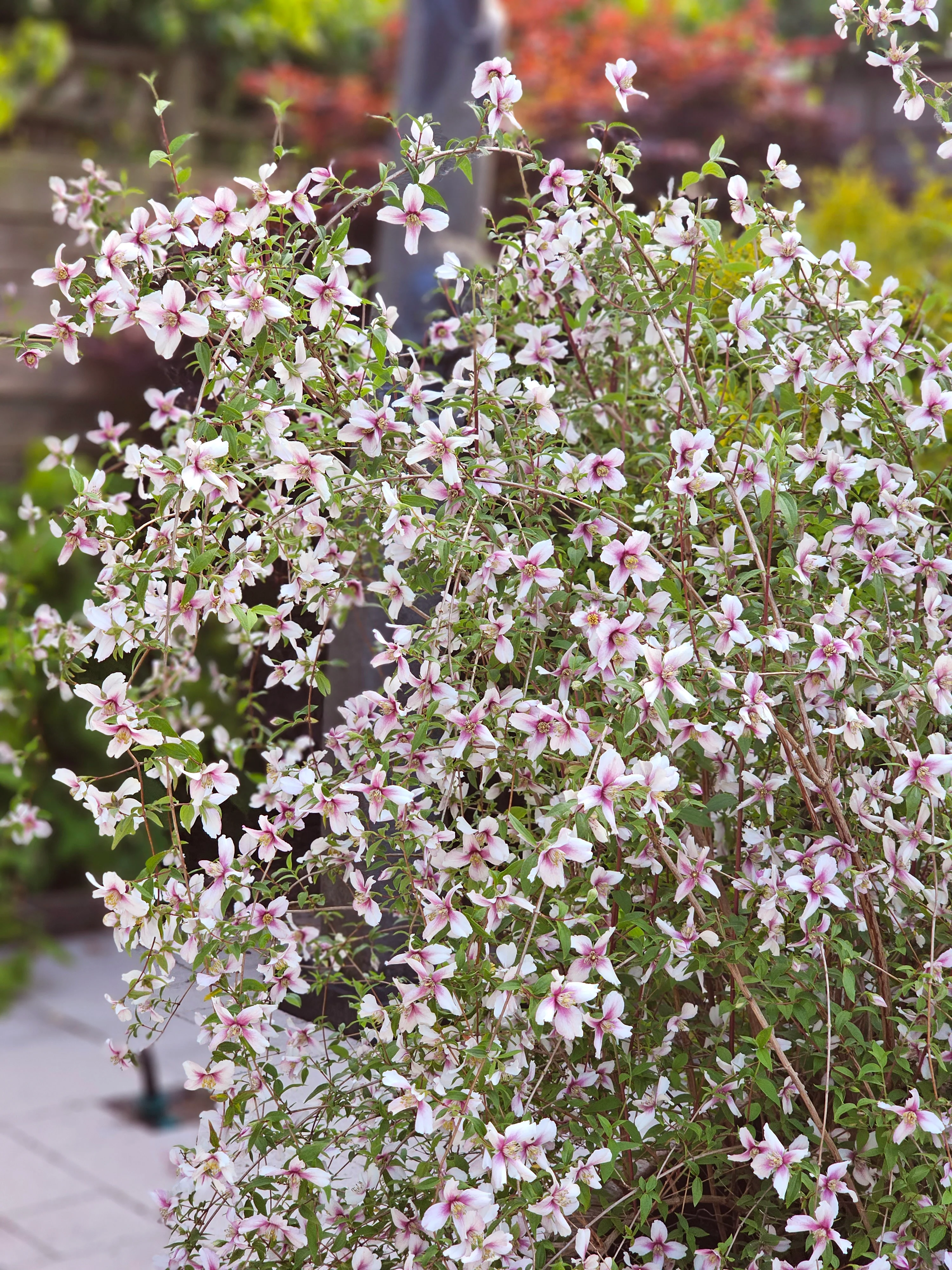 Philadelphus 'Petite Perfume Pink' - Image 2
