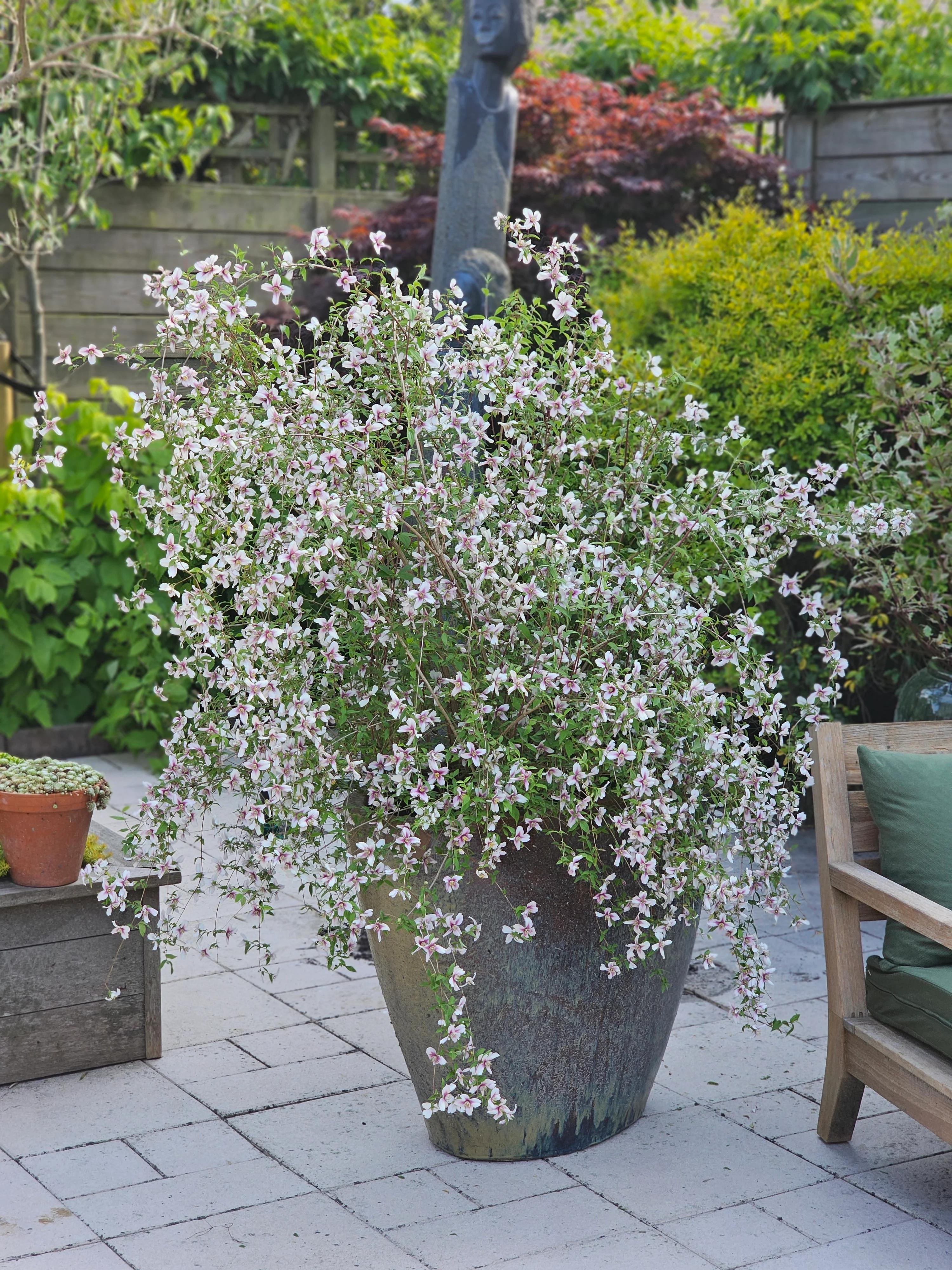 Philadelphus 'Petite Perfume Pink' - Image 4