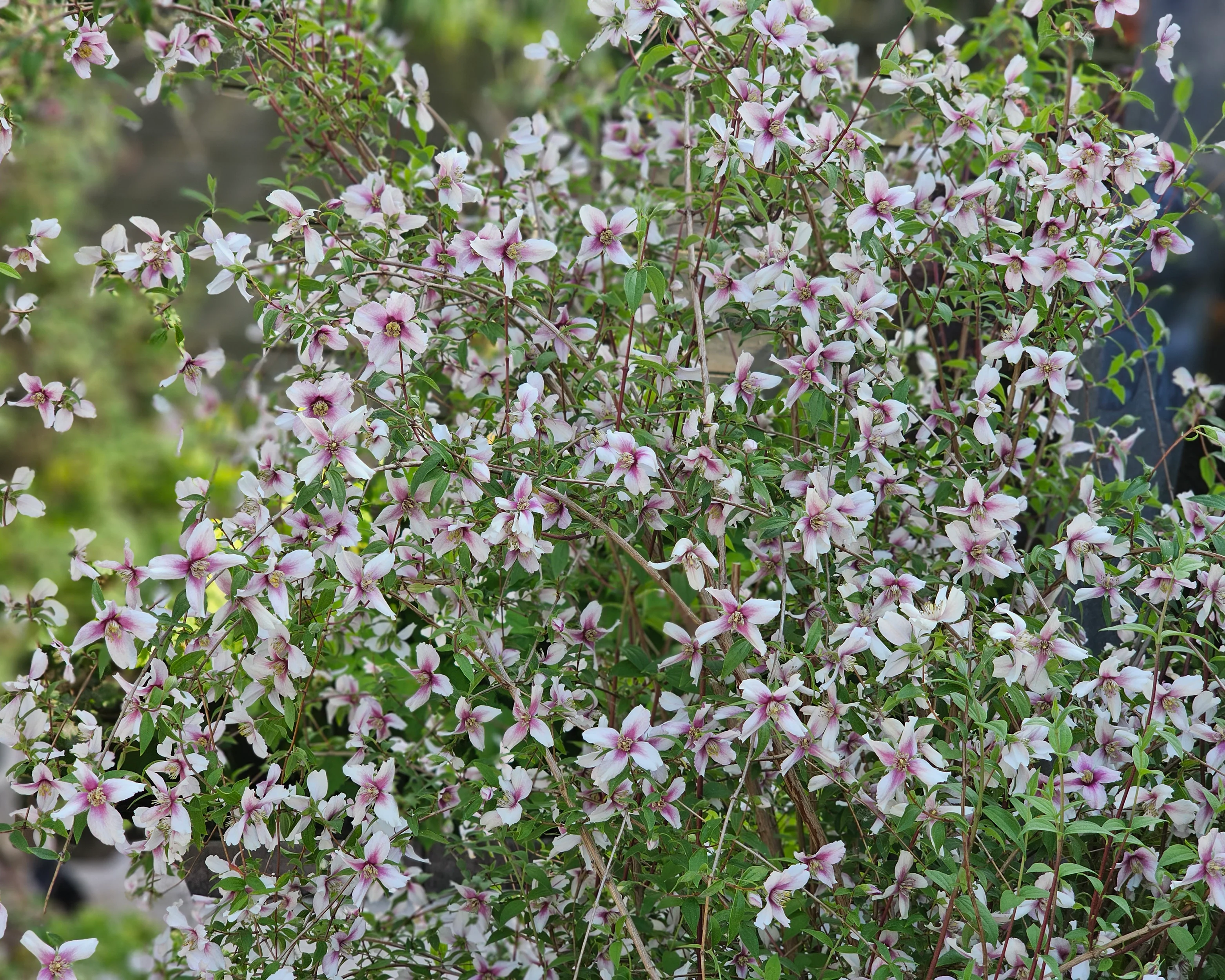 Philadelphus 'Petite Perfume Pink' - Image 6