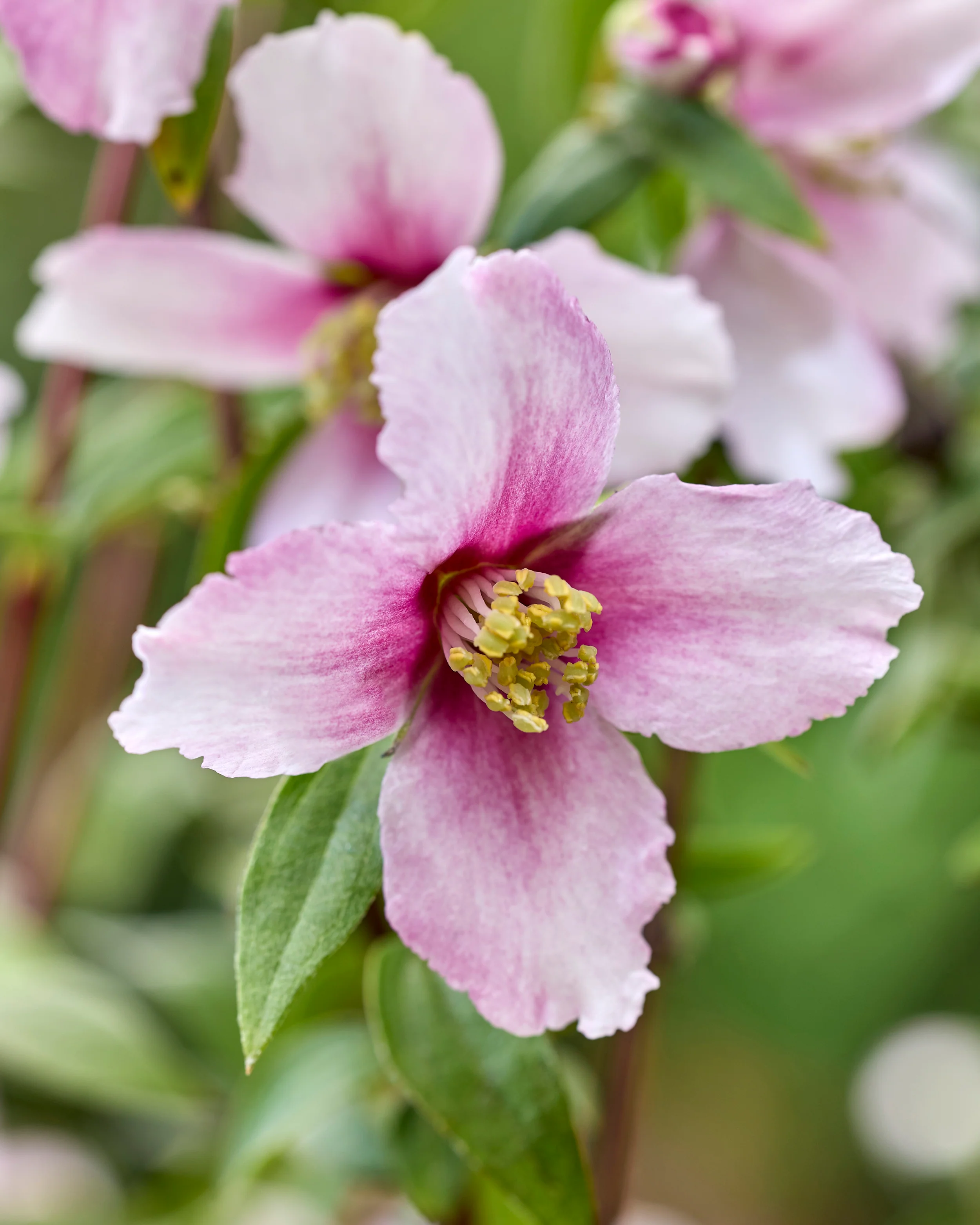 Philadelphus 'Petite Perfume Pink' - Image 8