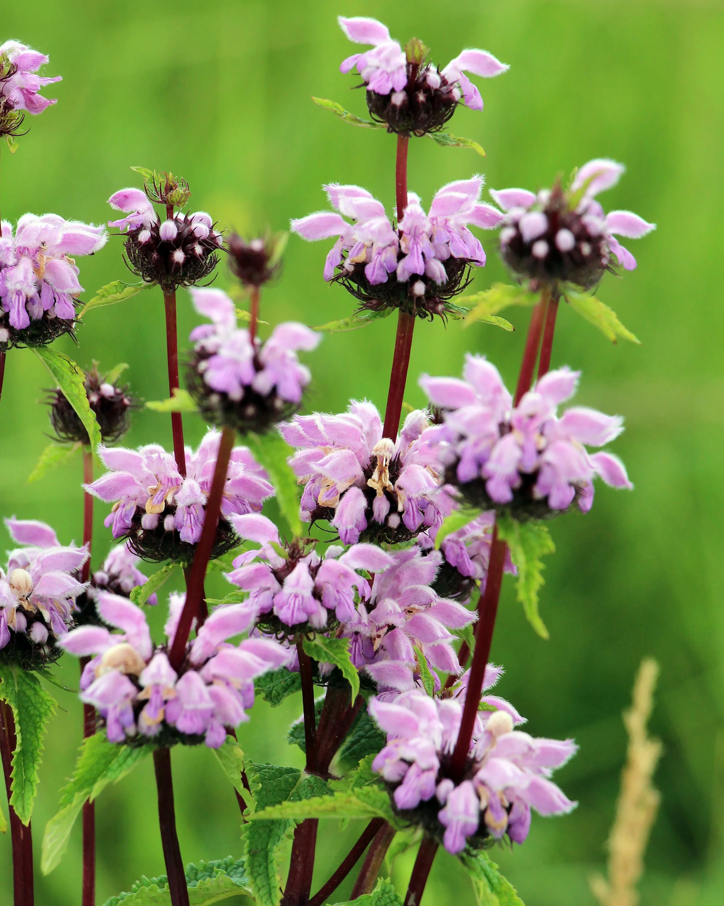 Phlomis 'Bronze Flamingo' - Image 3