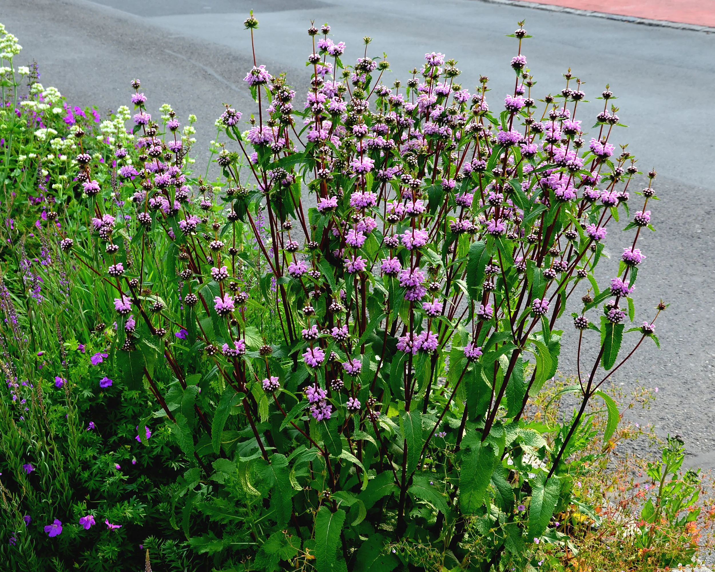 Phlomis 'Bronze Flamingo' - Image 6