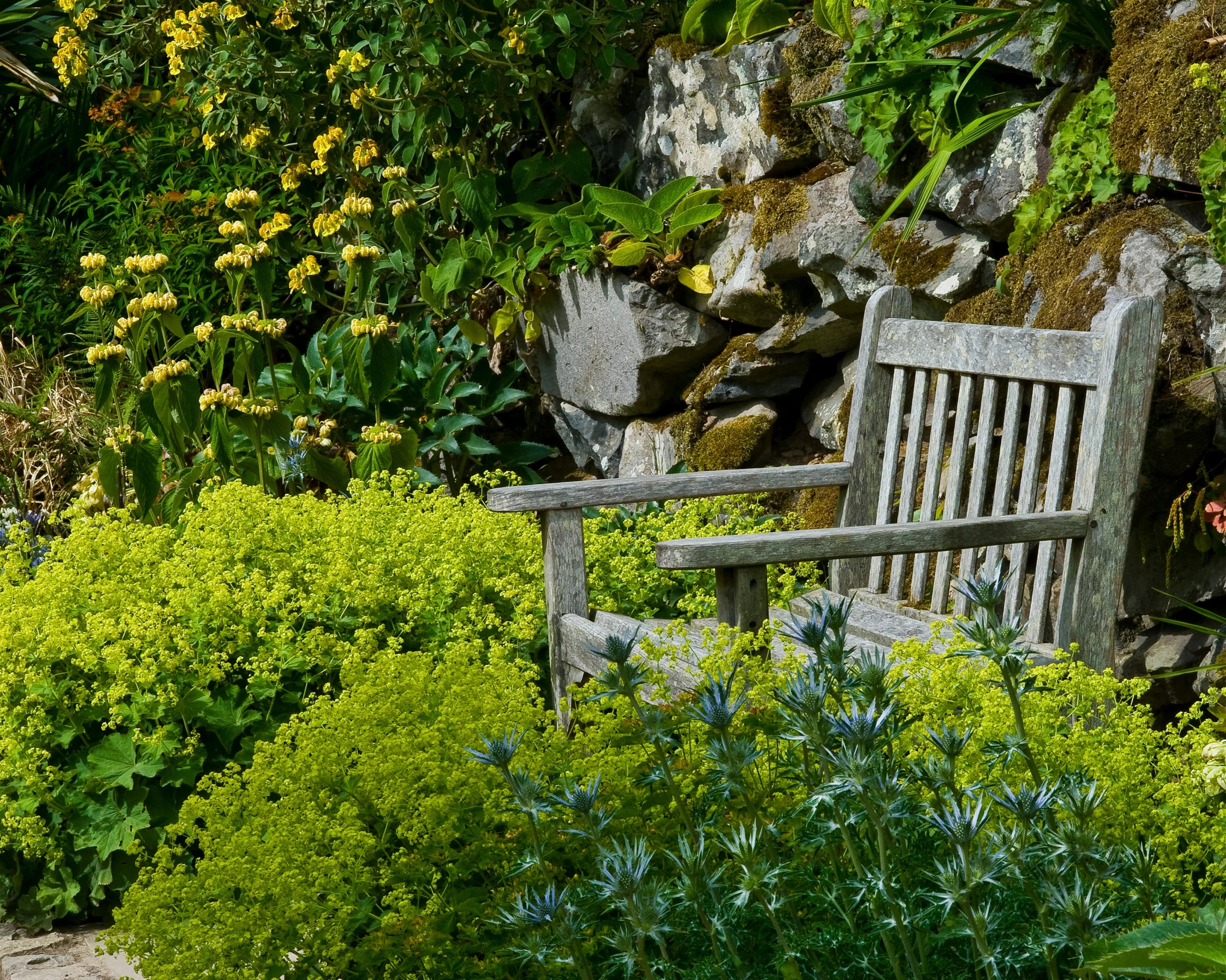 Phlomis russeliana - Image 11