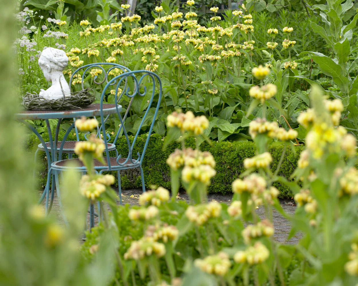 Phlomis russeliana - Image 5
