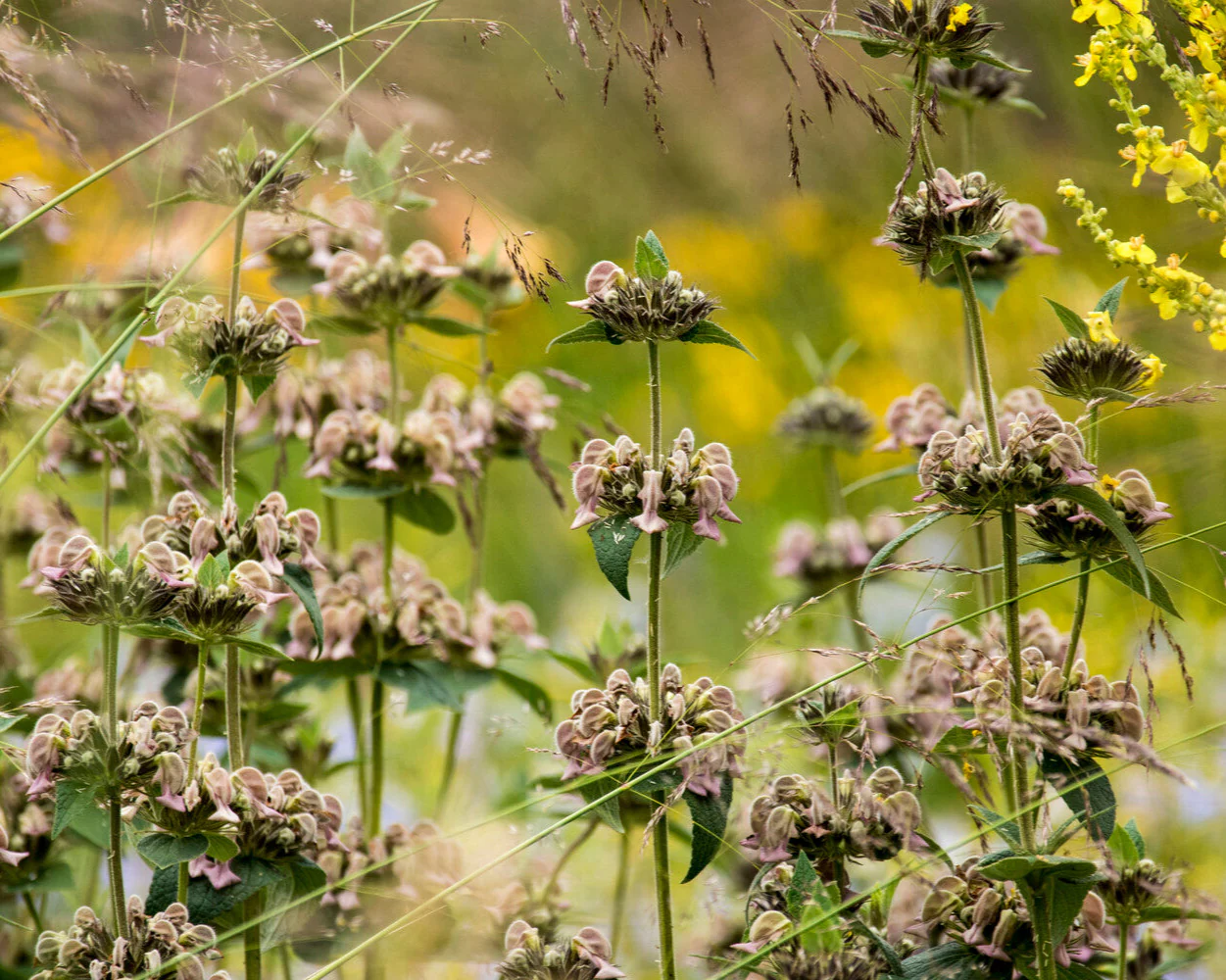 Phlomis russeliana - Image 6