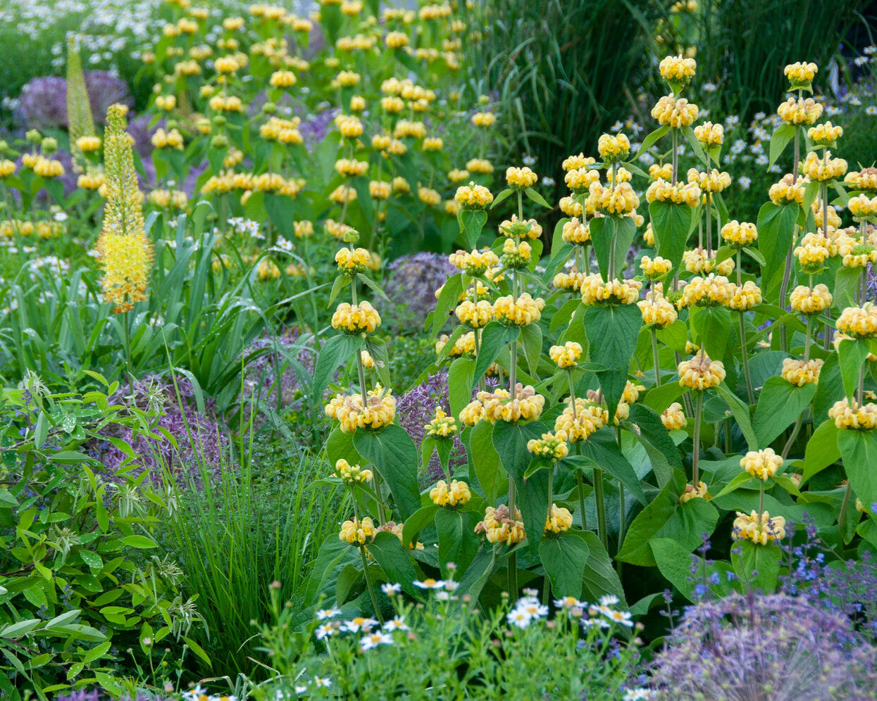 Phlomis russeliana - Image 7