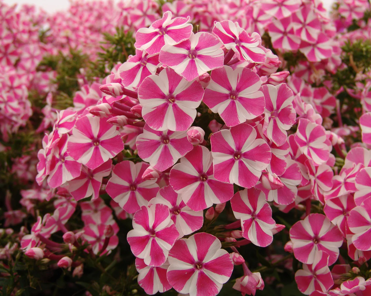 Phlox 'Bambini Candy Crush' - Image 4