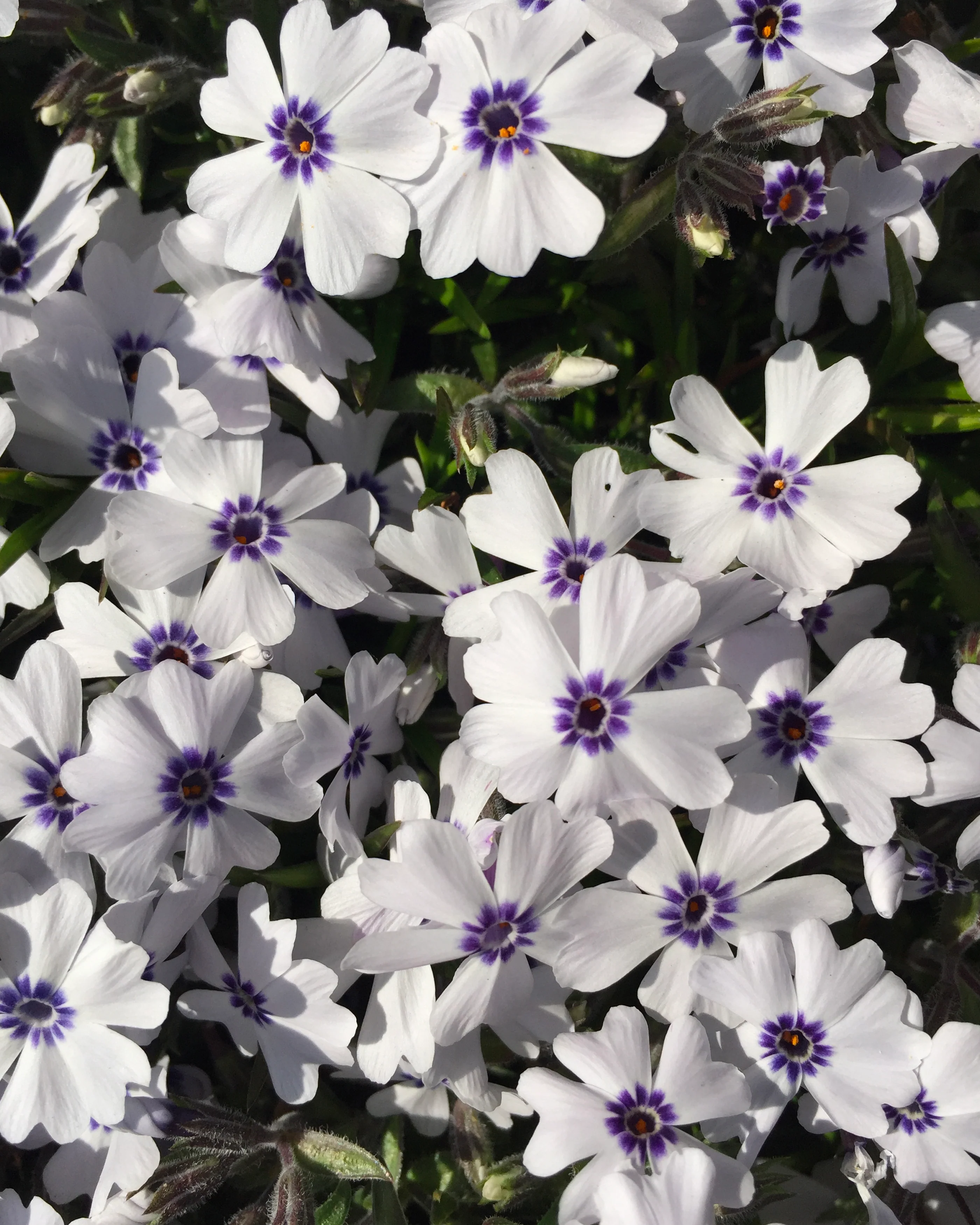 Phlox 'Bavaria' - Image 4