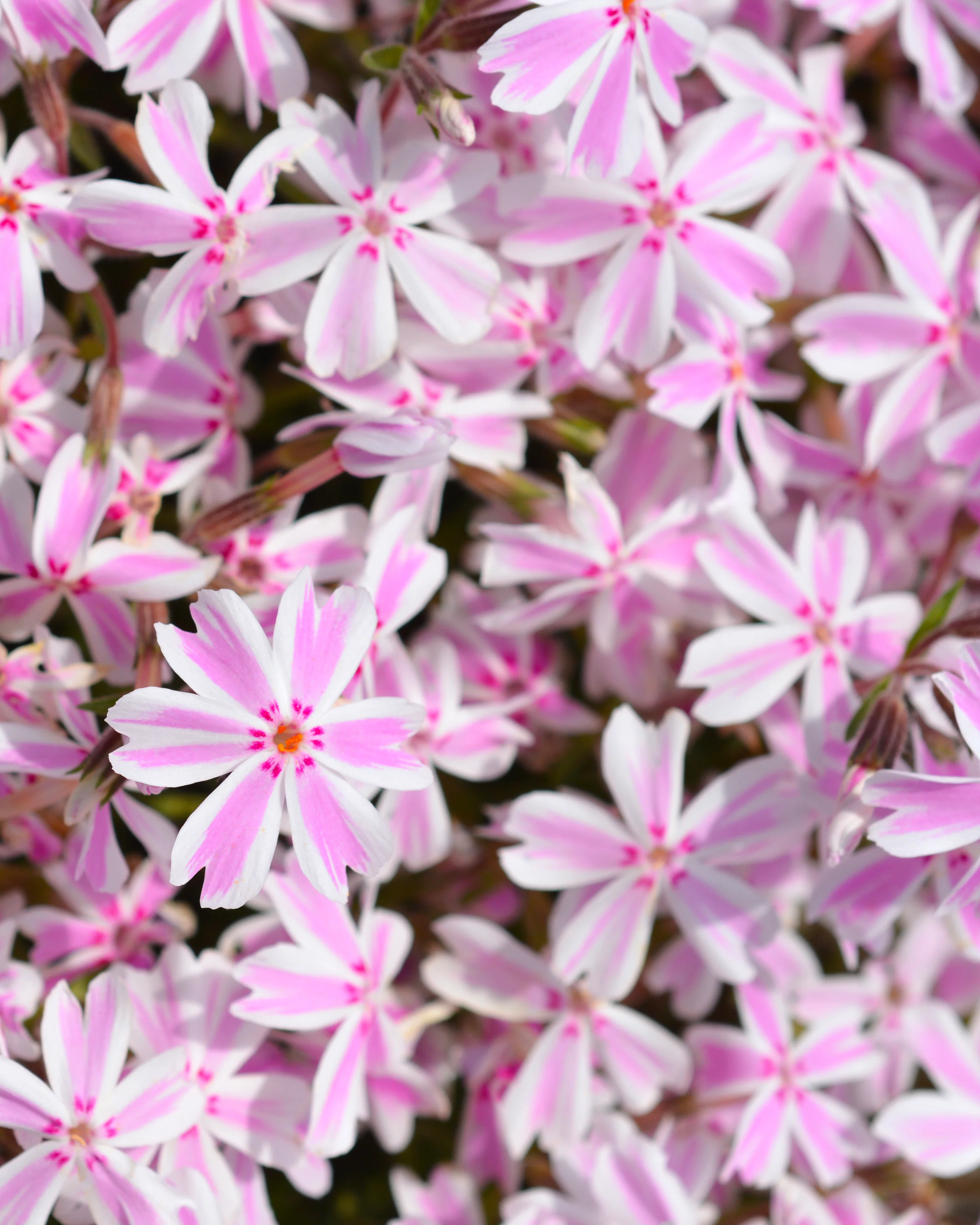 Phlox 'Candy Stripe' - Image 2