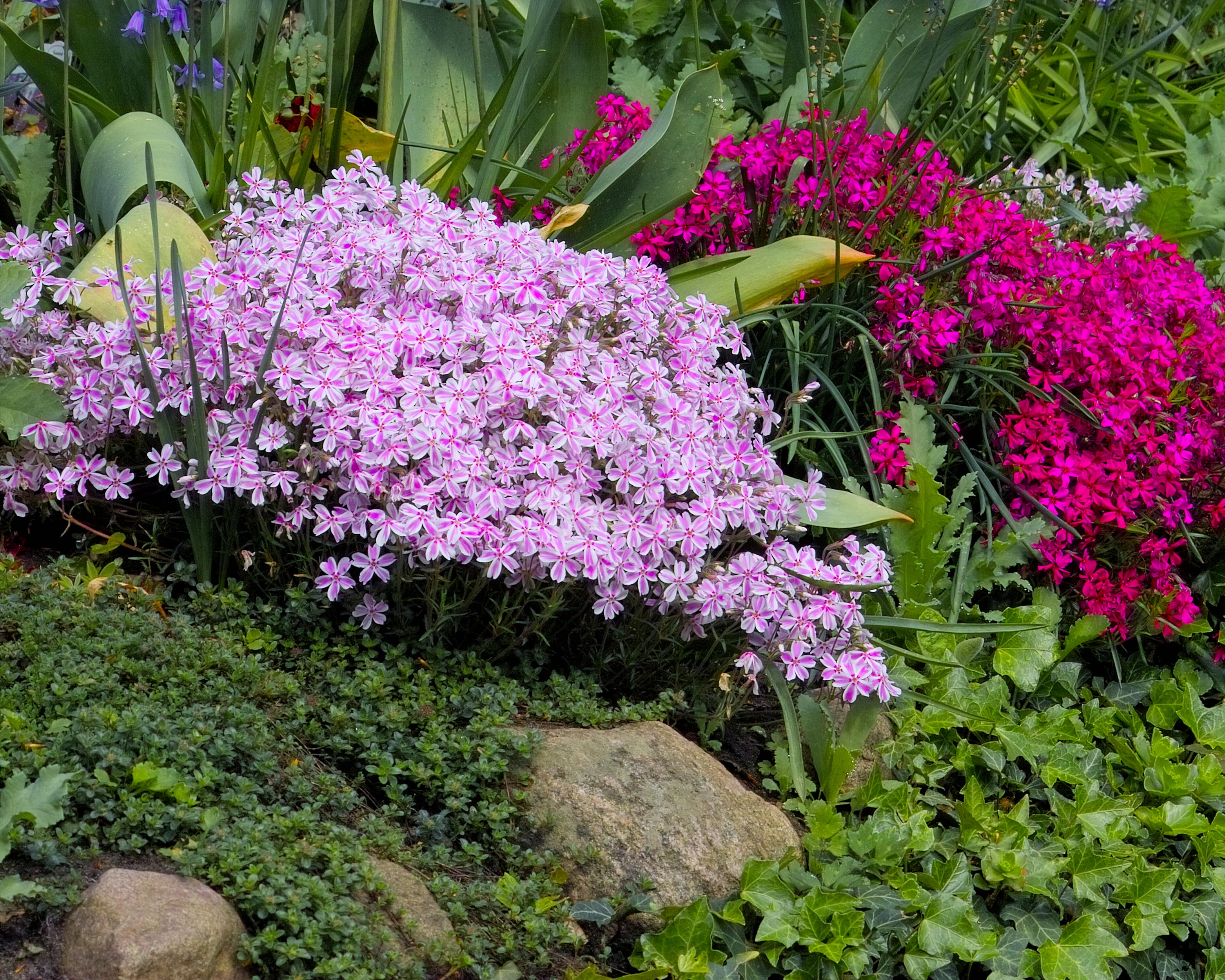 Phlox 'Candy Stripe' - Image 3
